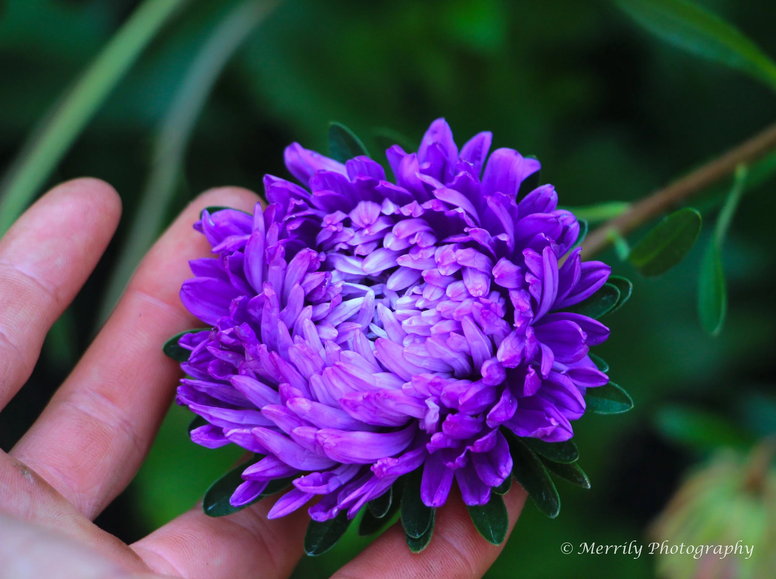China aster purple.jpg