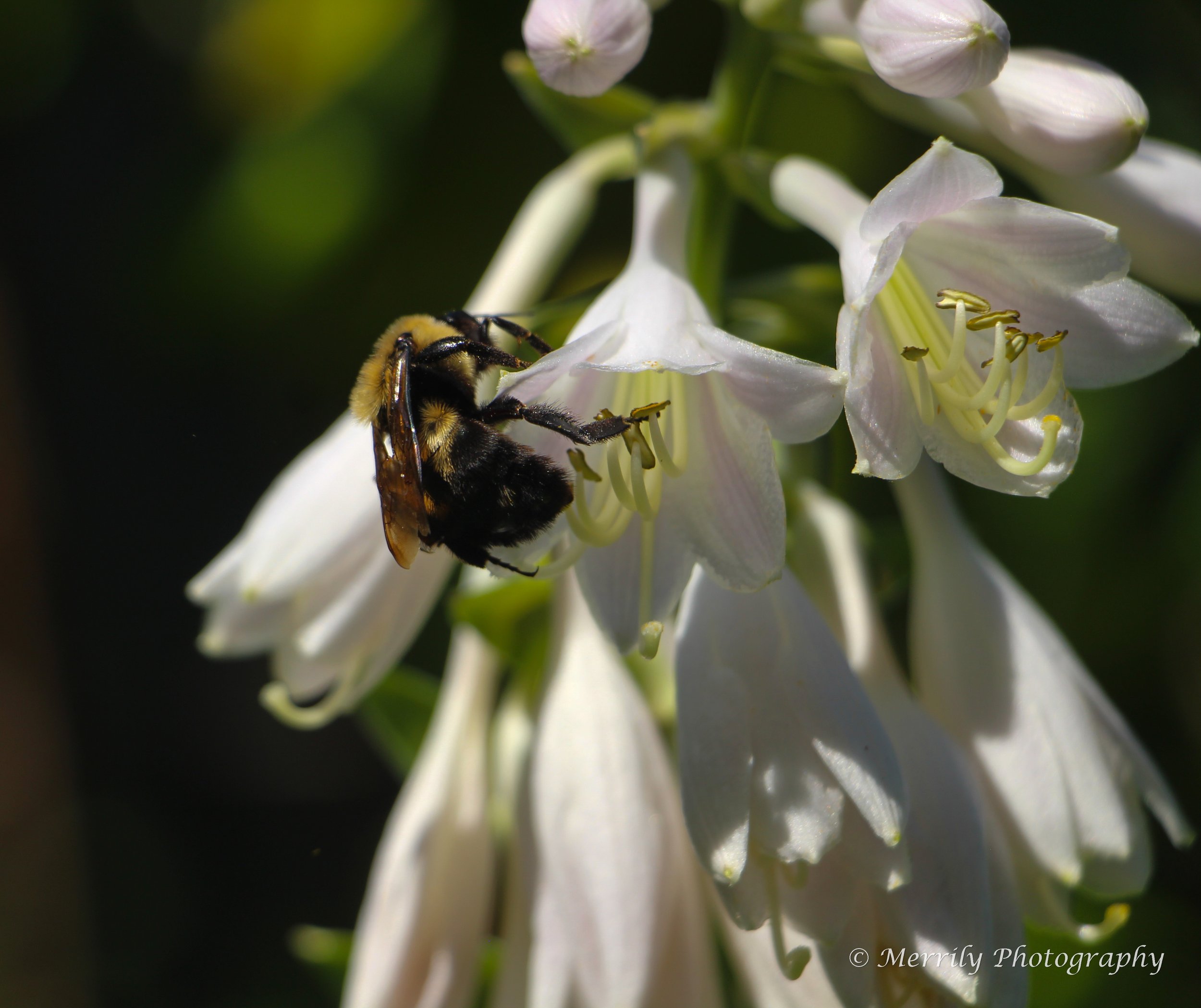 Bee in a hosta flower 5.jpg