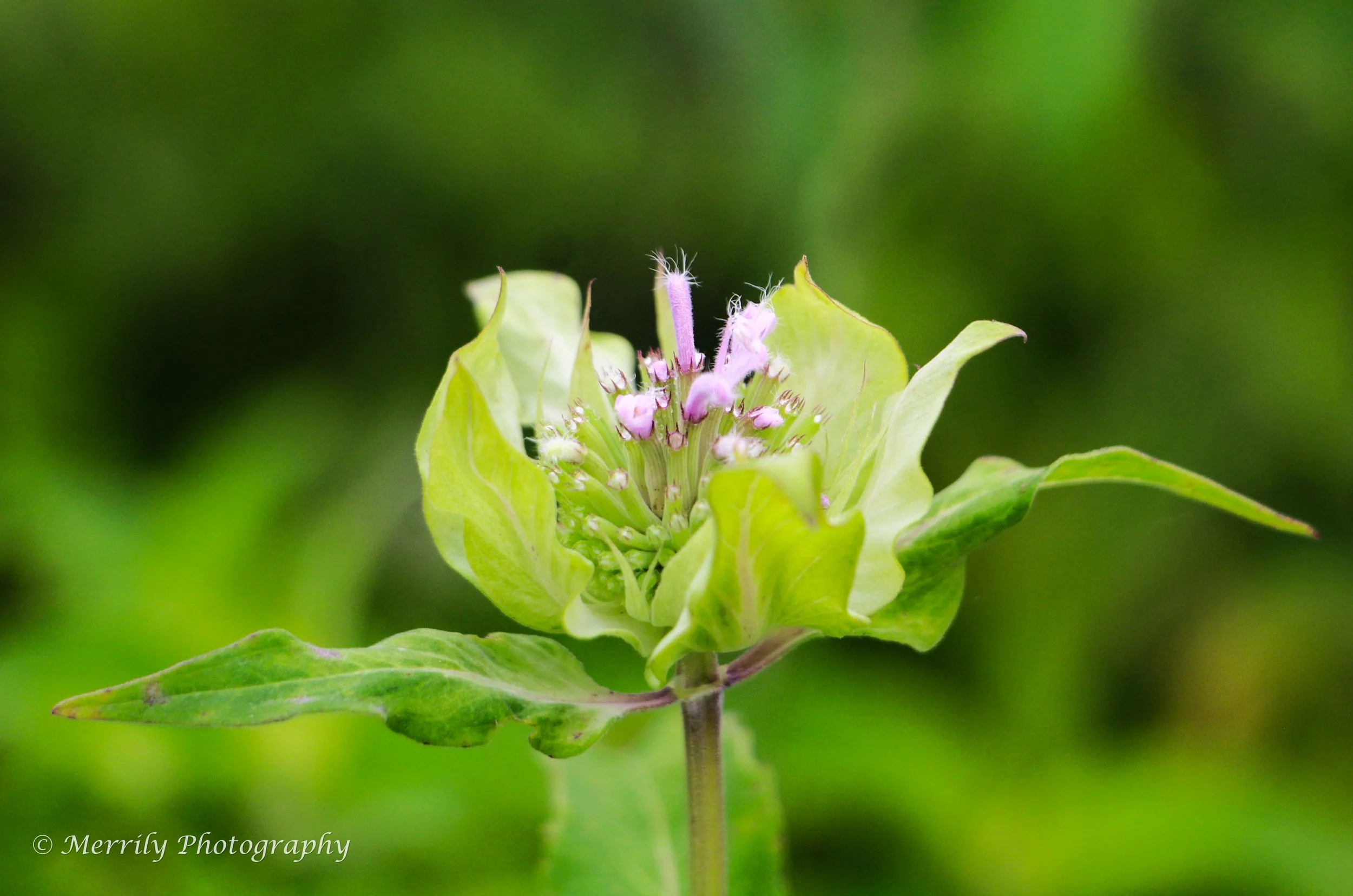 Bee Balm bud.jpg