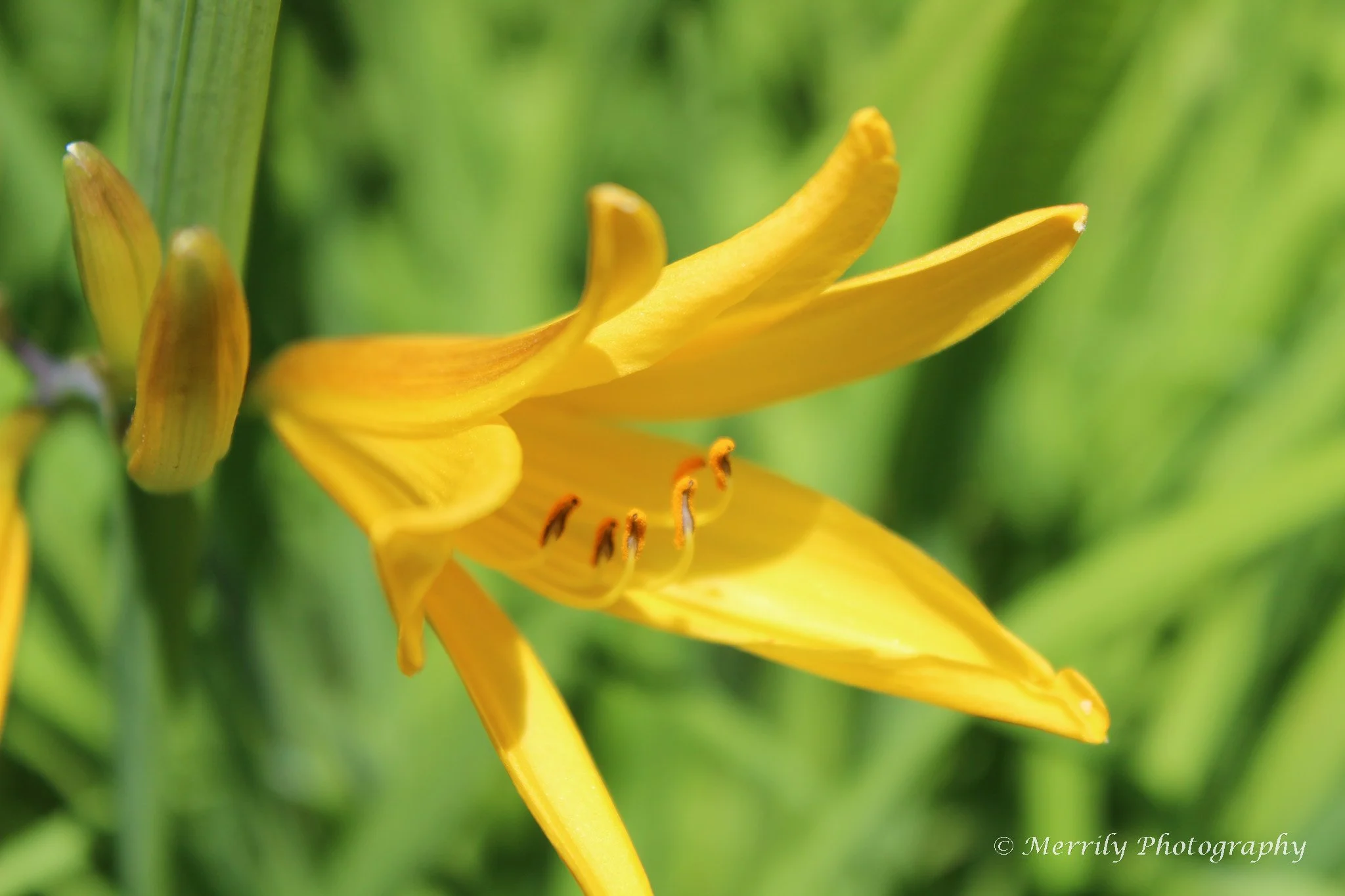 Yellow Daylily Hemerocallis lilioasphodelus.jpg