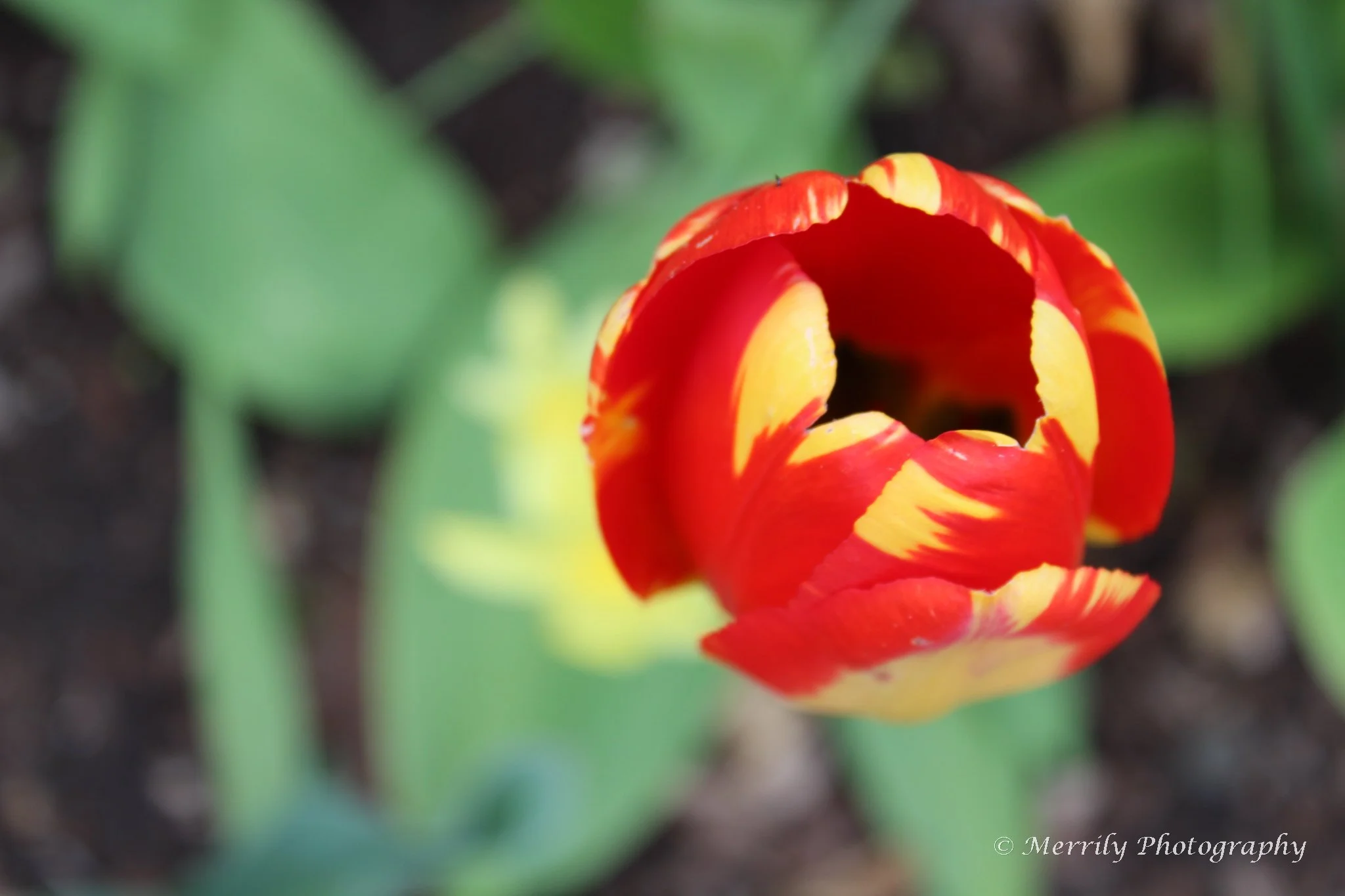 Red and yellow tulip closed.jpg