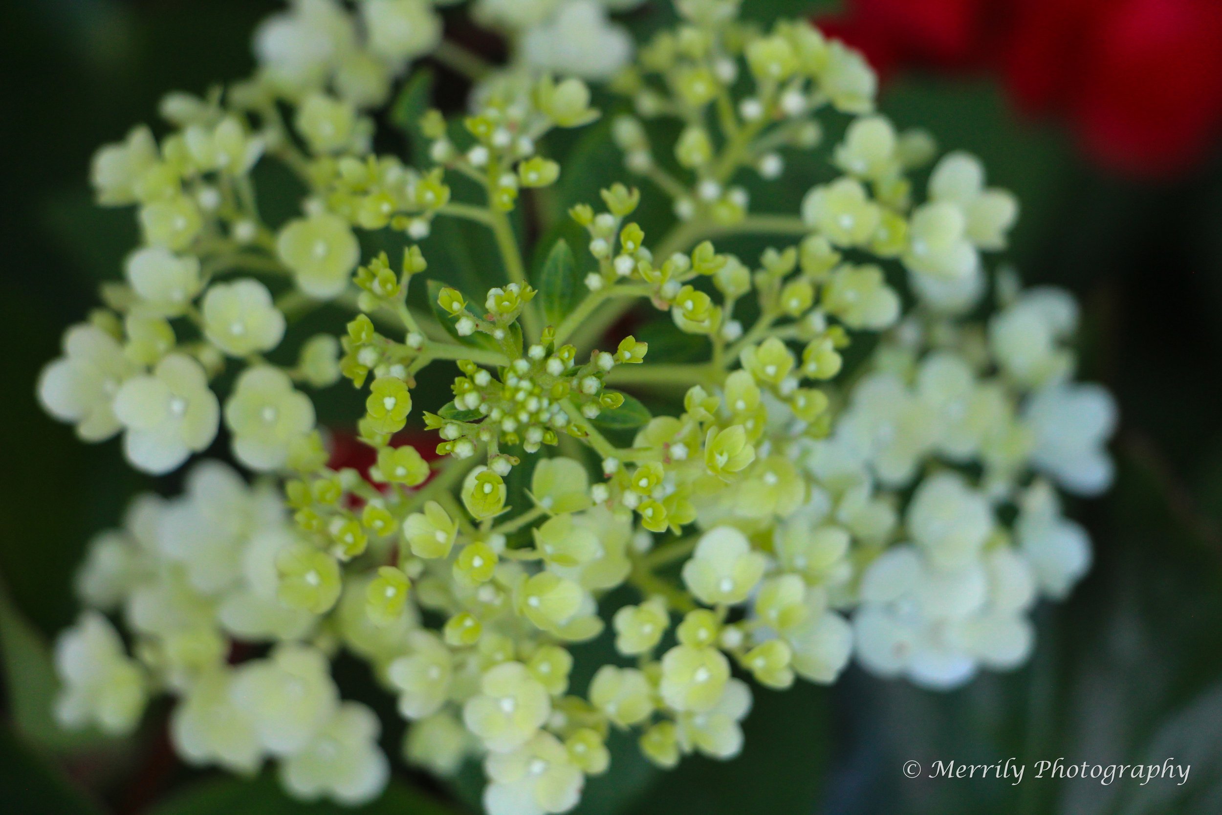 Hydrangea white 3.jpg