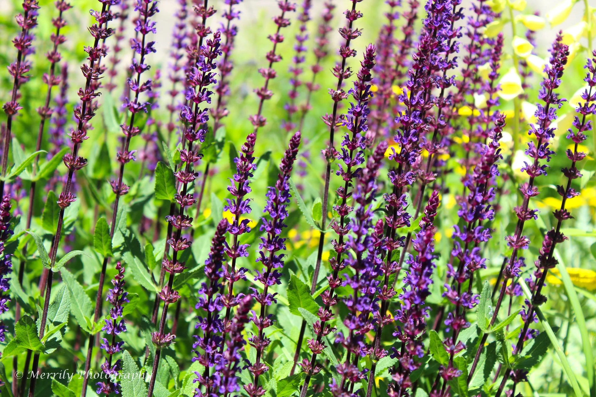 Salvia nemorosa.jpg