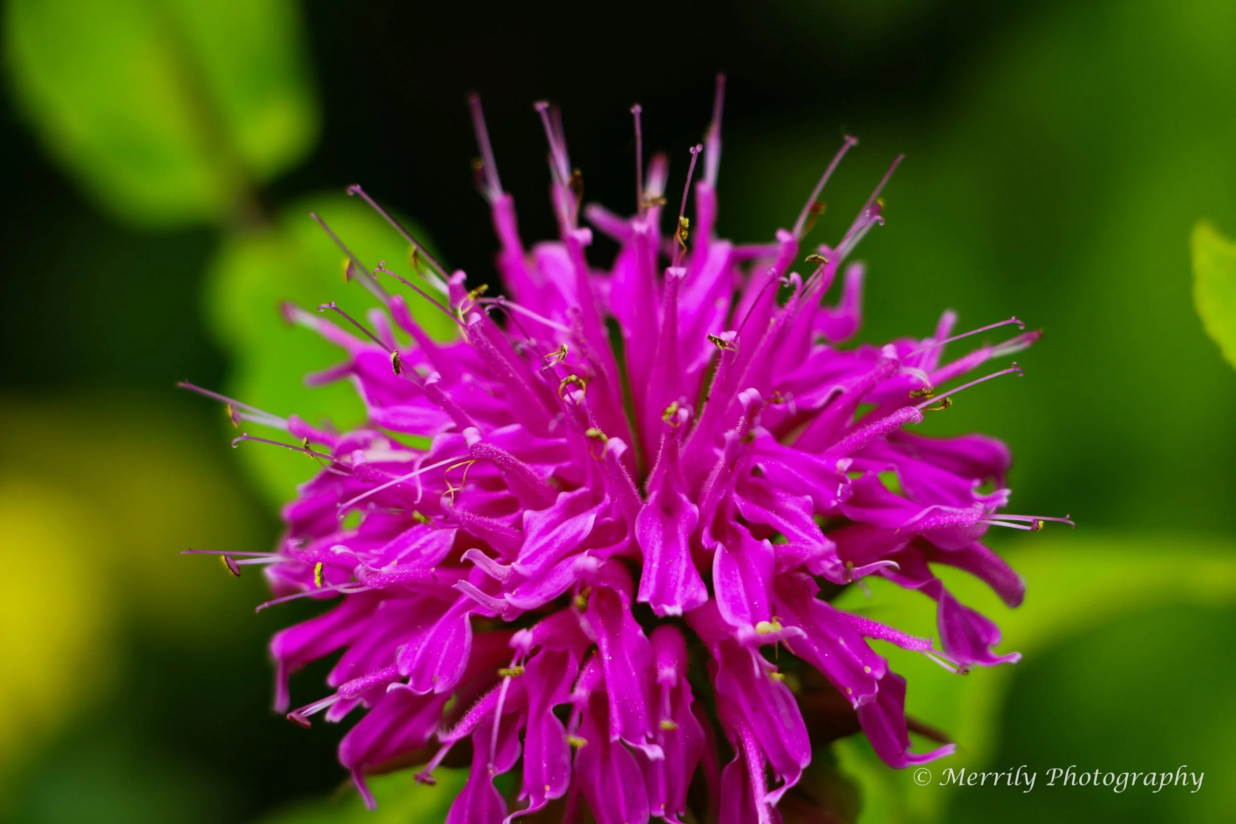 Bee Balm Digital Copy