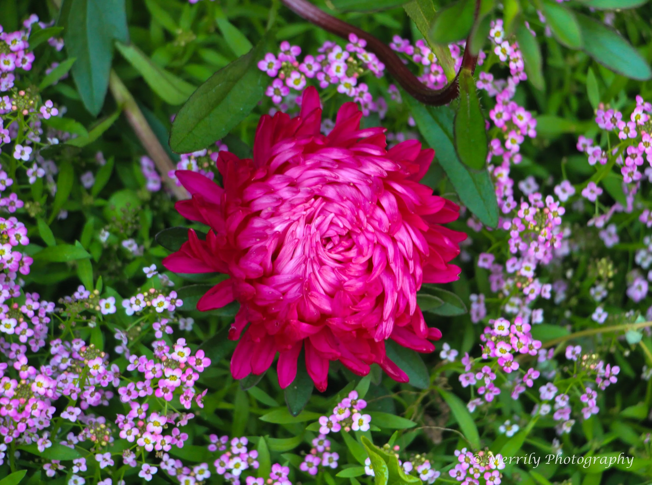 China aster pink.jpg