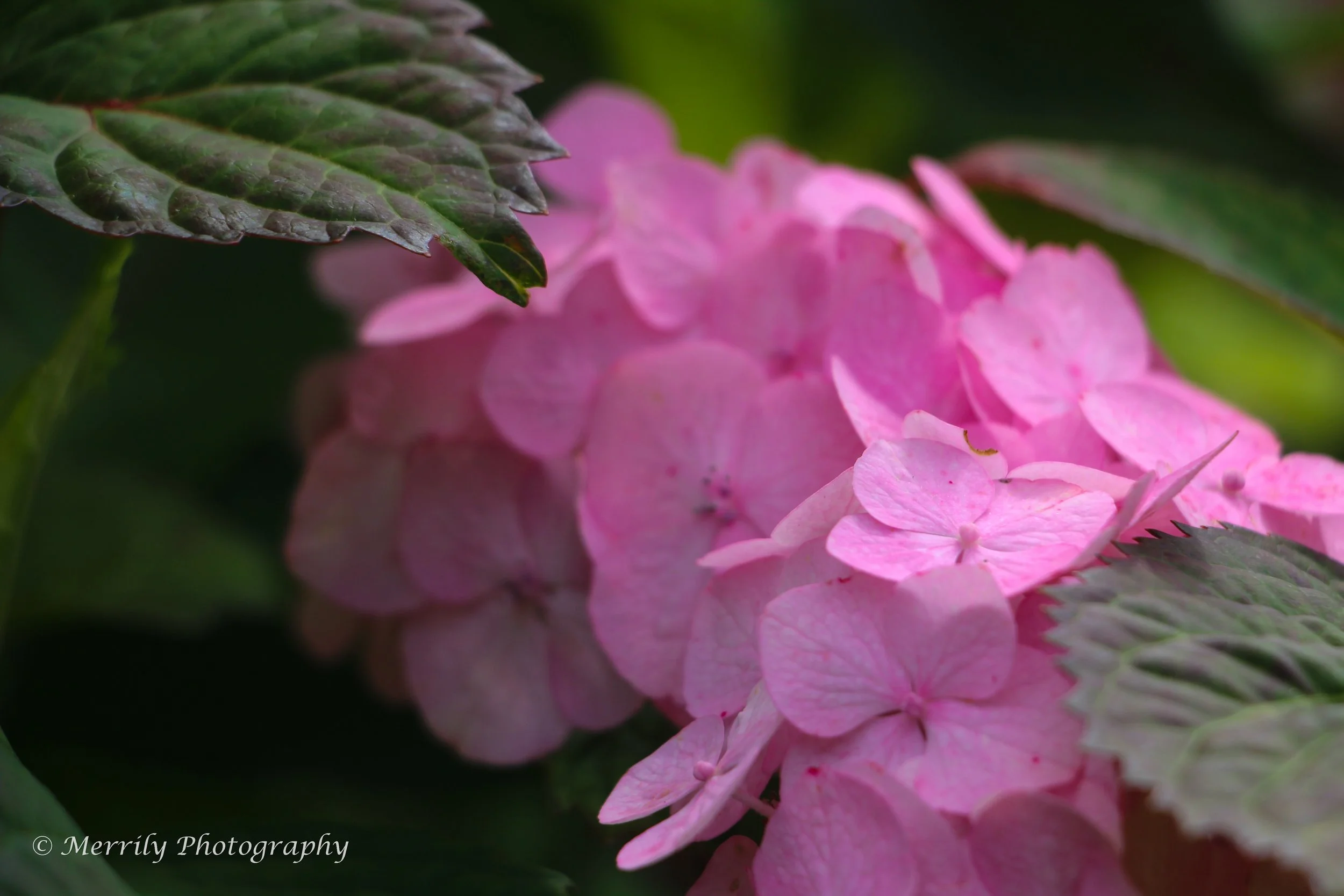 Hydrangea macrophylla 4.jpg