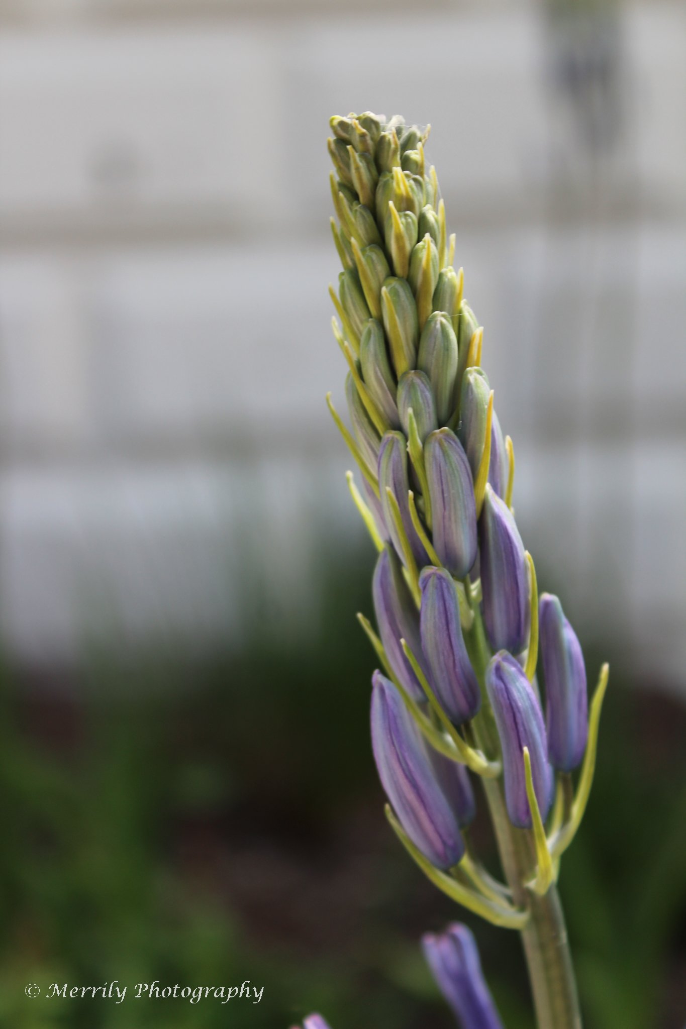 Wild Hyacinth Bud Digital Copy