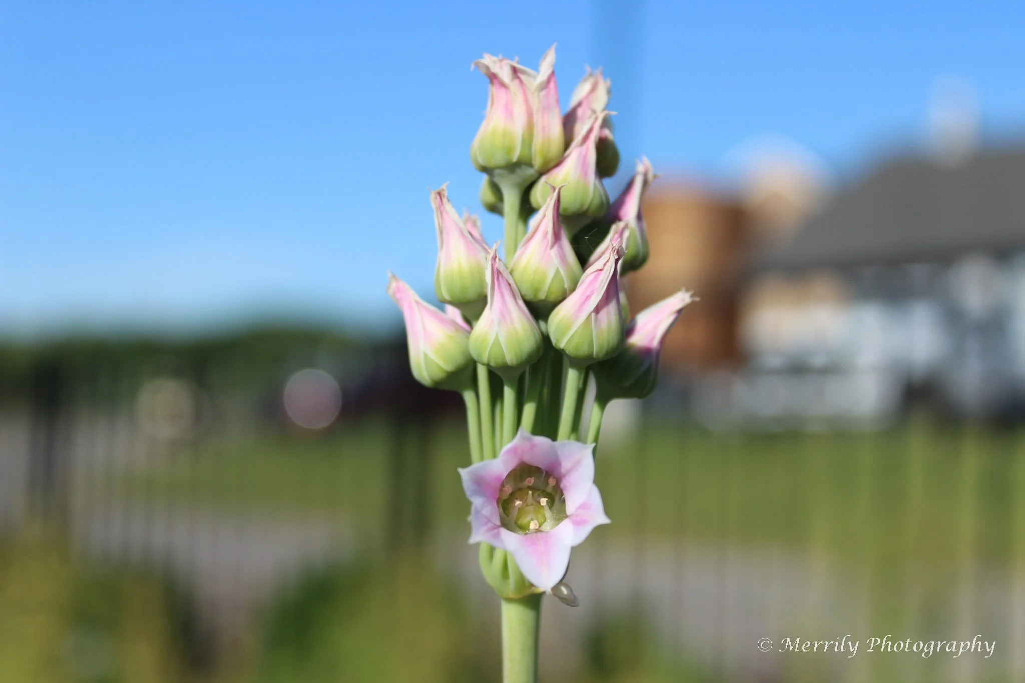 Sicilian honey garlic Nectaroscordum siculum head-on.jpg