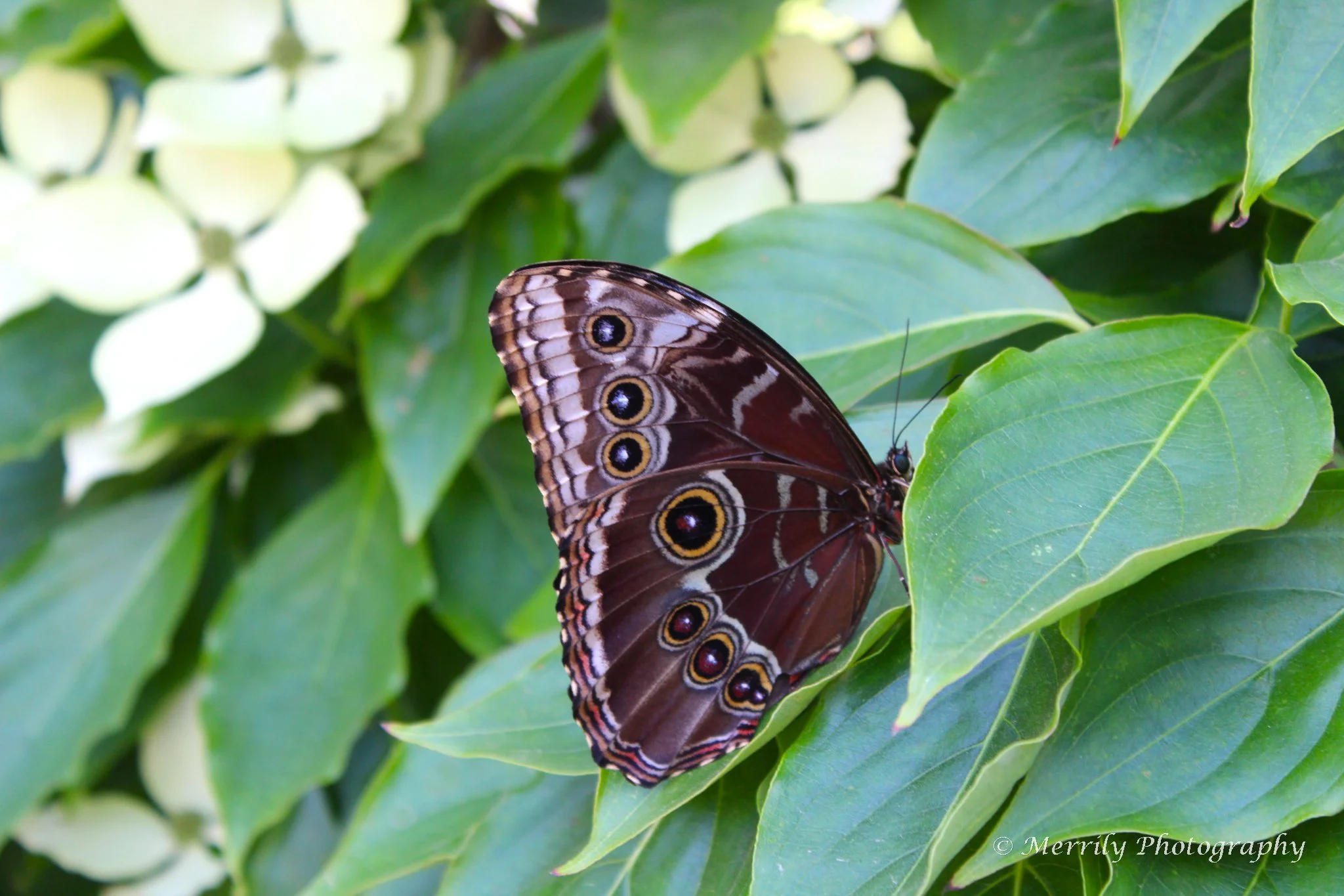 A Blue Morpho butterfly with eyespot patterns on its wings perched on green leaves.