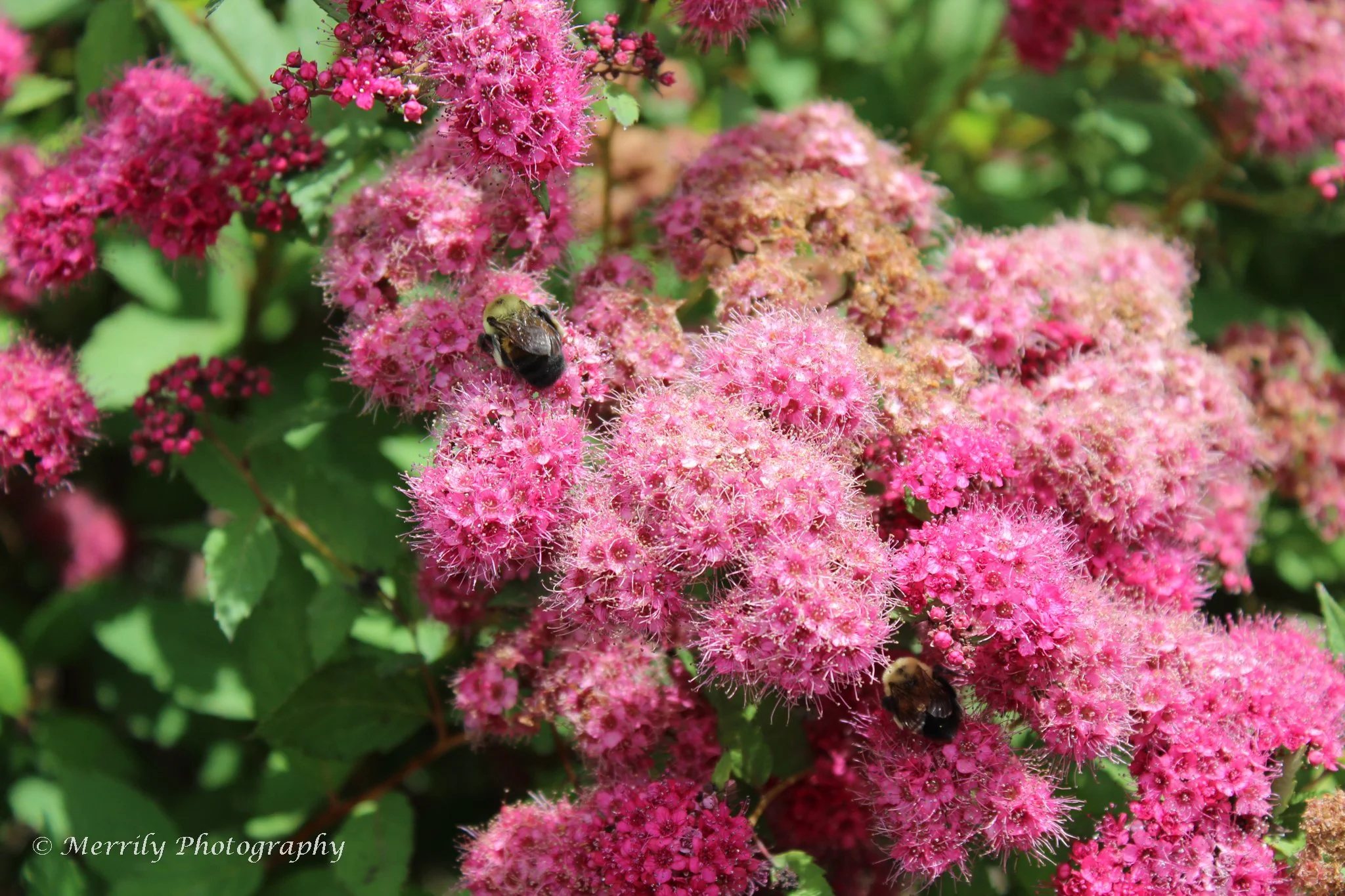 Pollinator Week.jpg