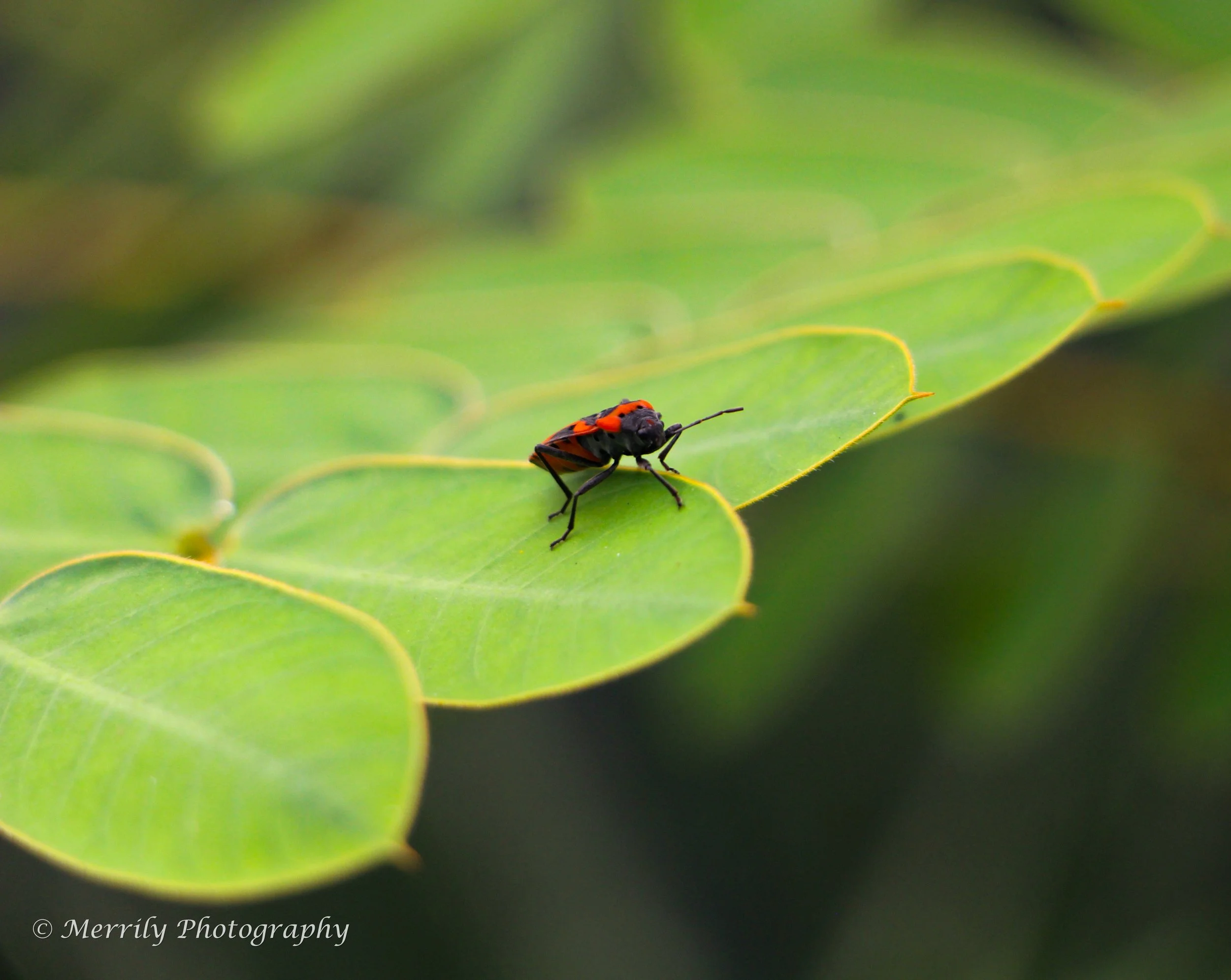 Milkweed Bug 1.jpg