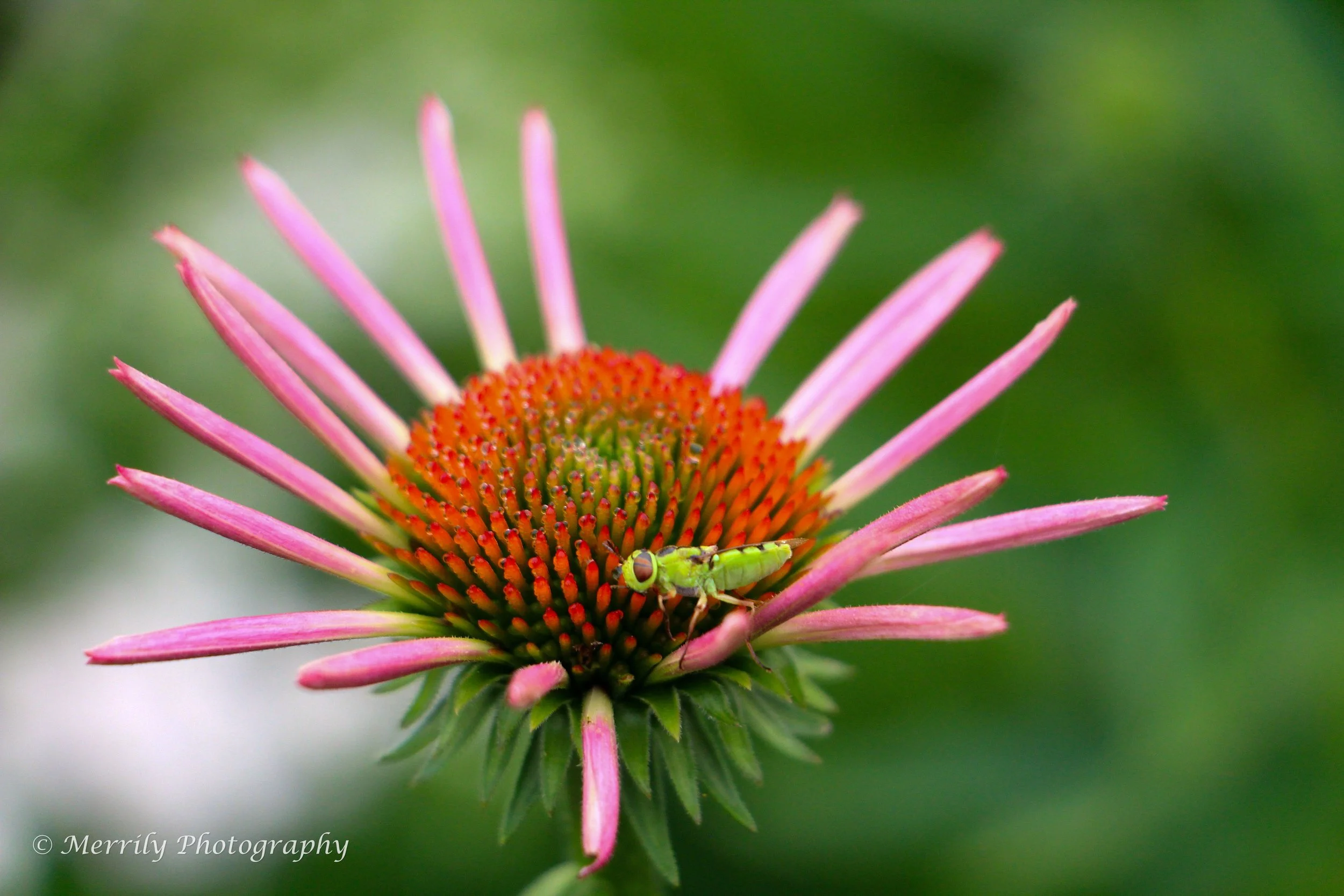 Coneflower with Grasshopper print