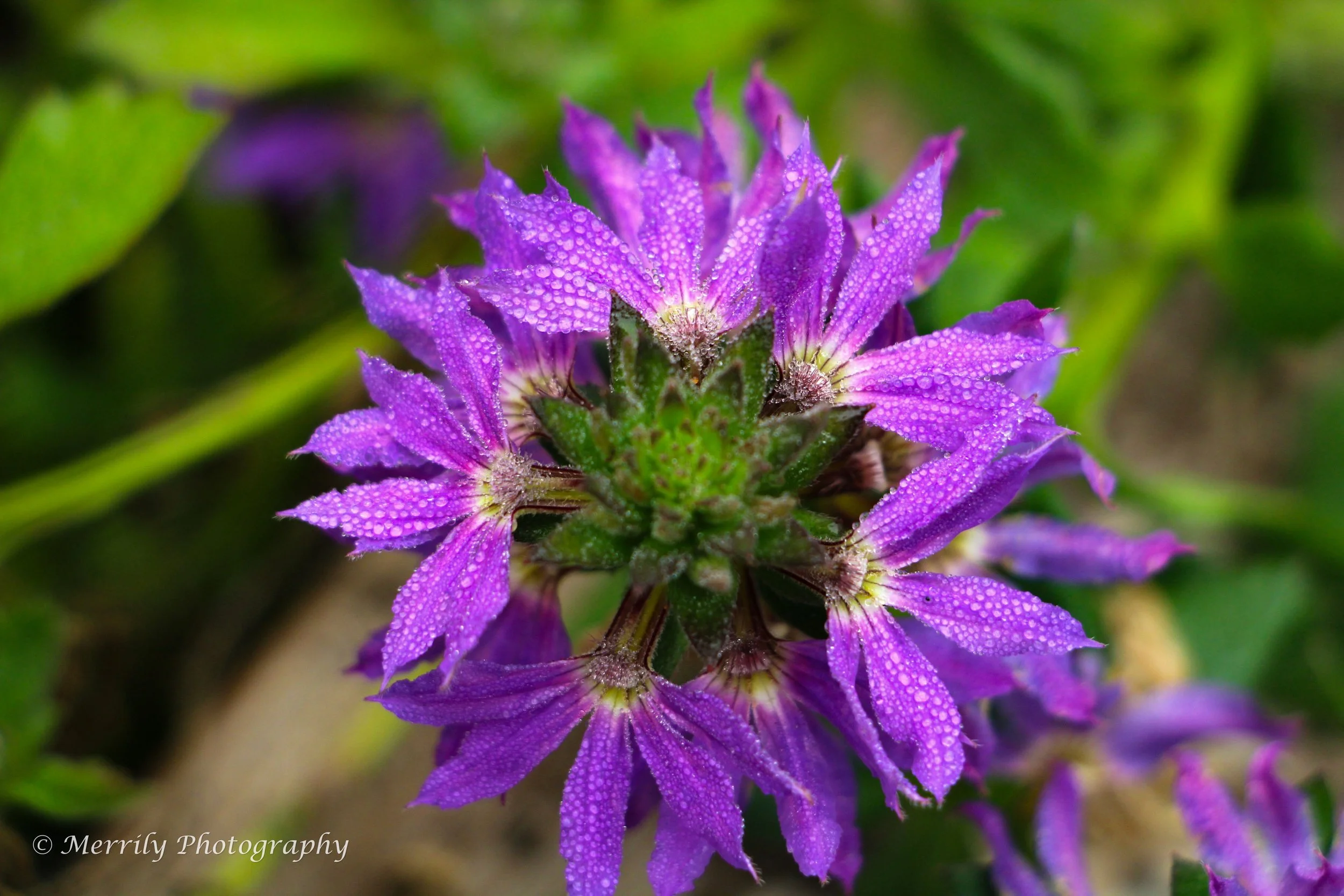 Clustered Bellflower 1.jpg