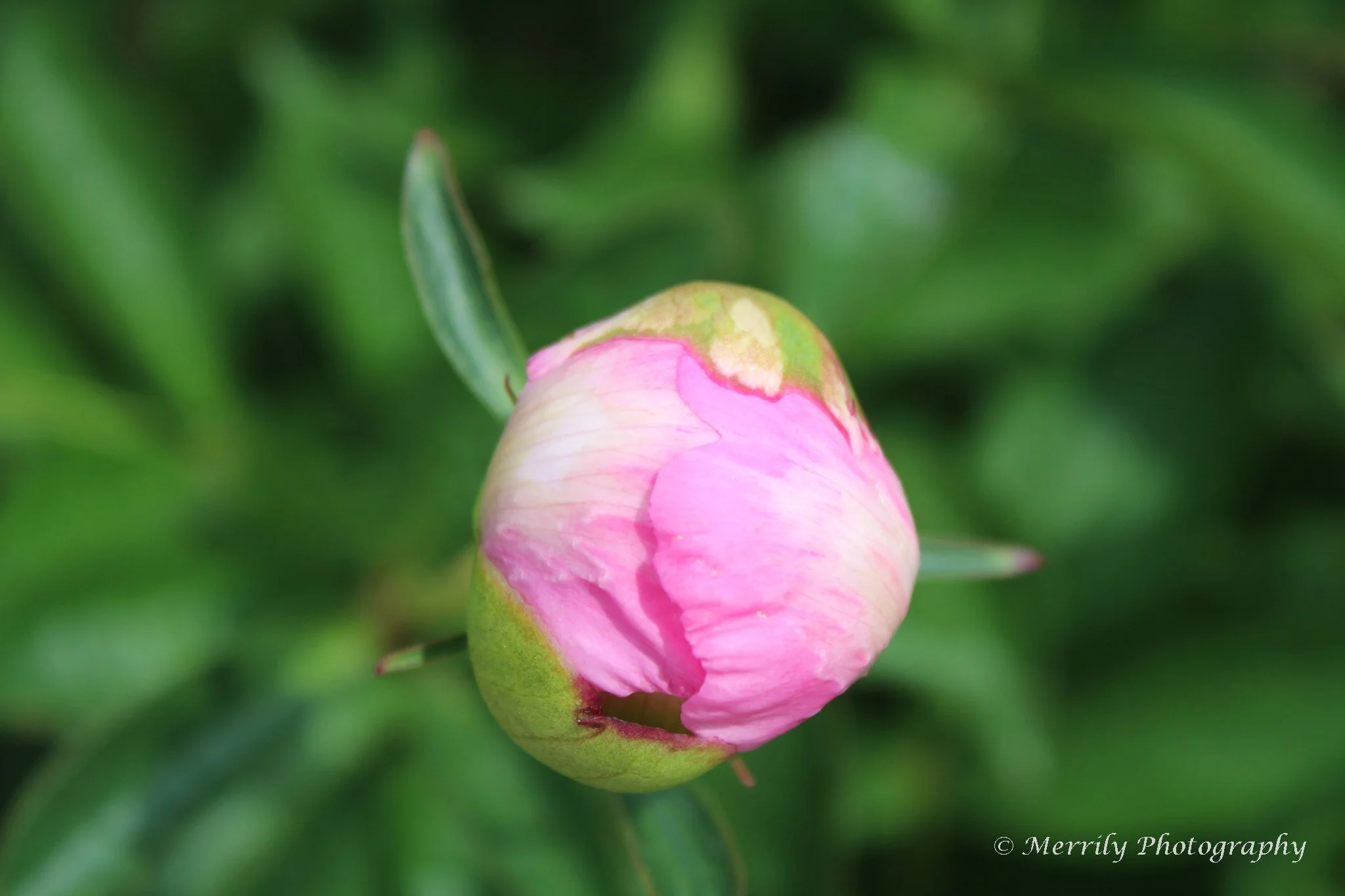 Pink Peony Bud print