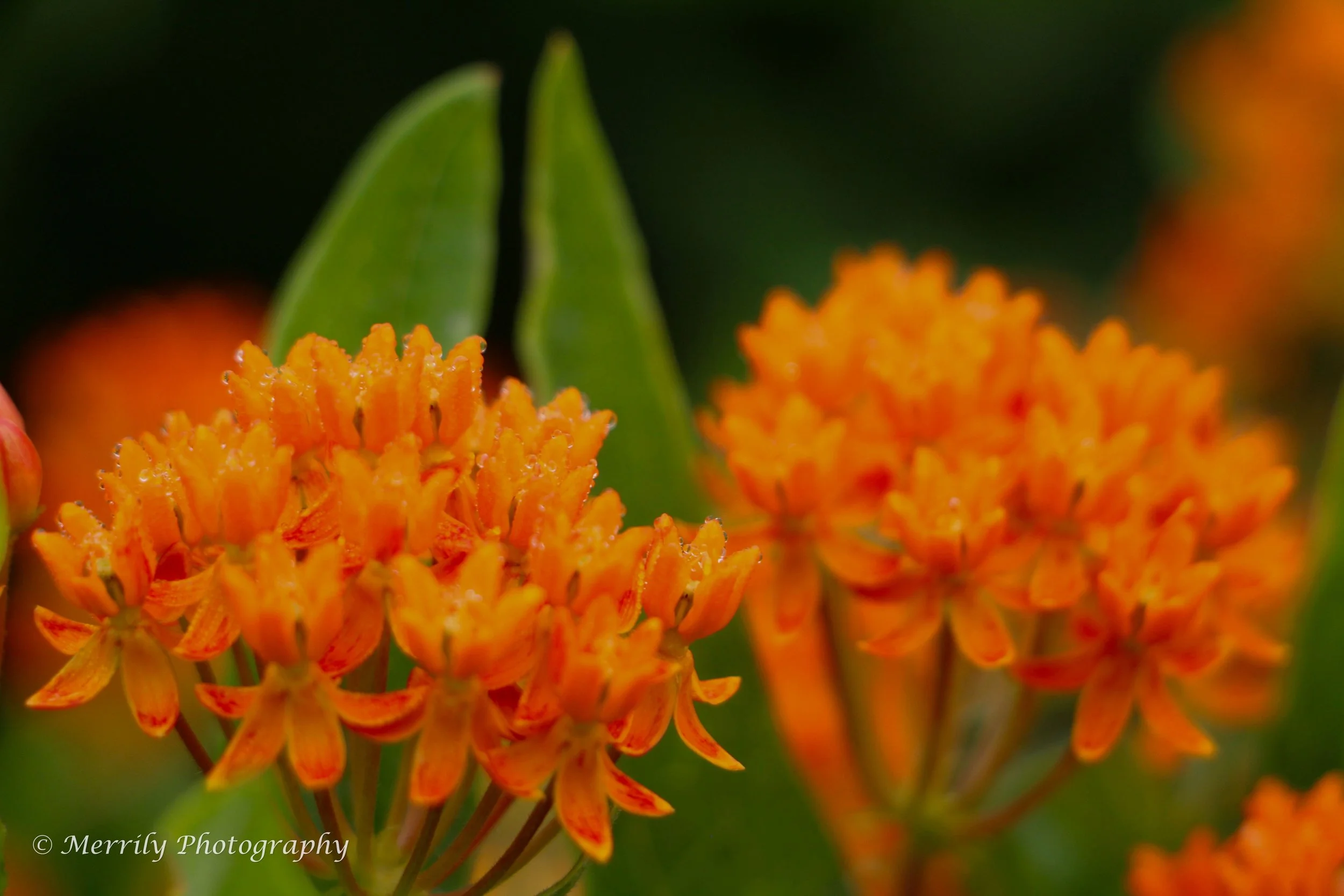 Butterfly Milkweed with Dew print