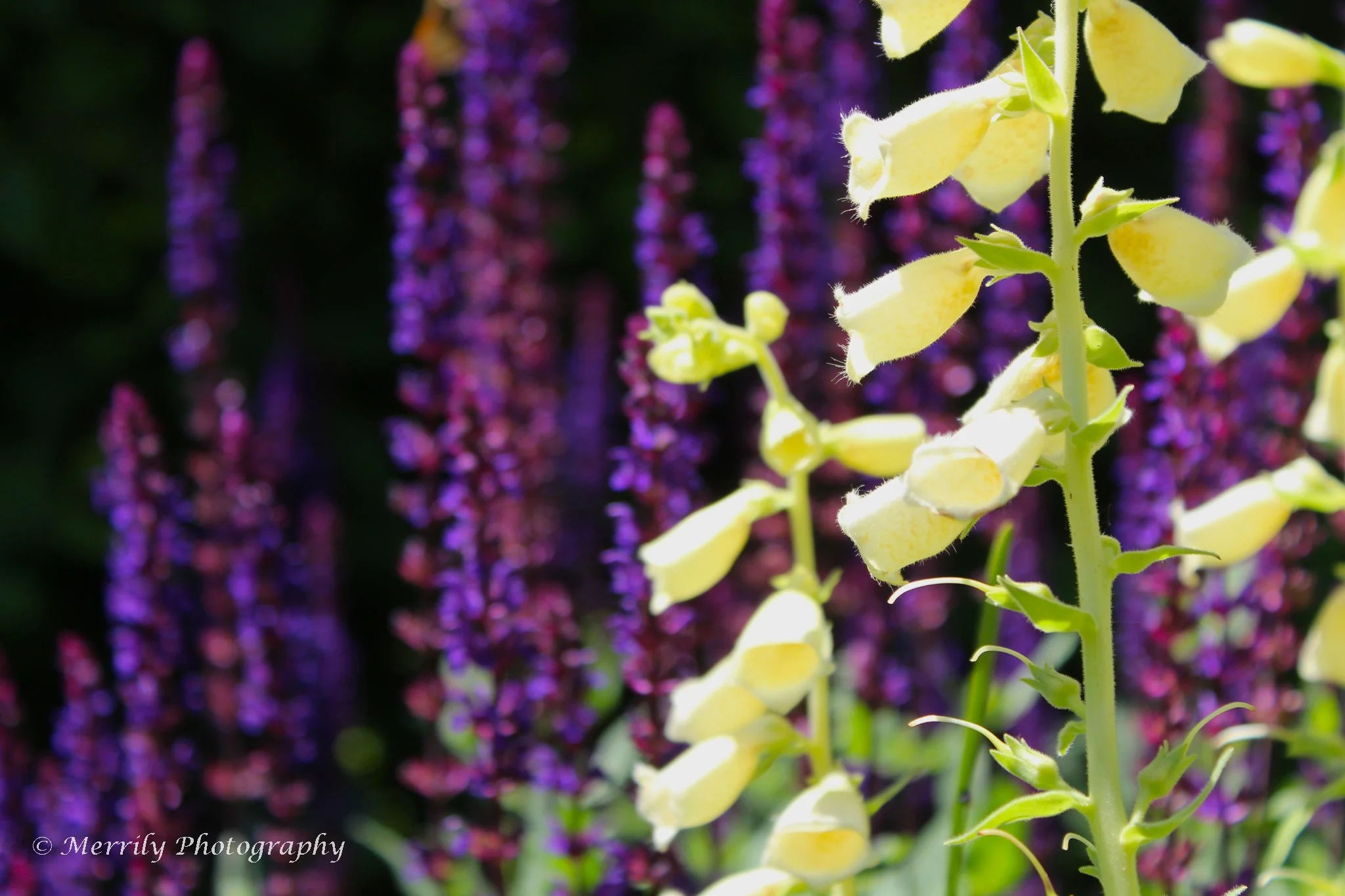 Foxglove and Salvia nemorosa.jpg