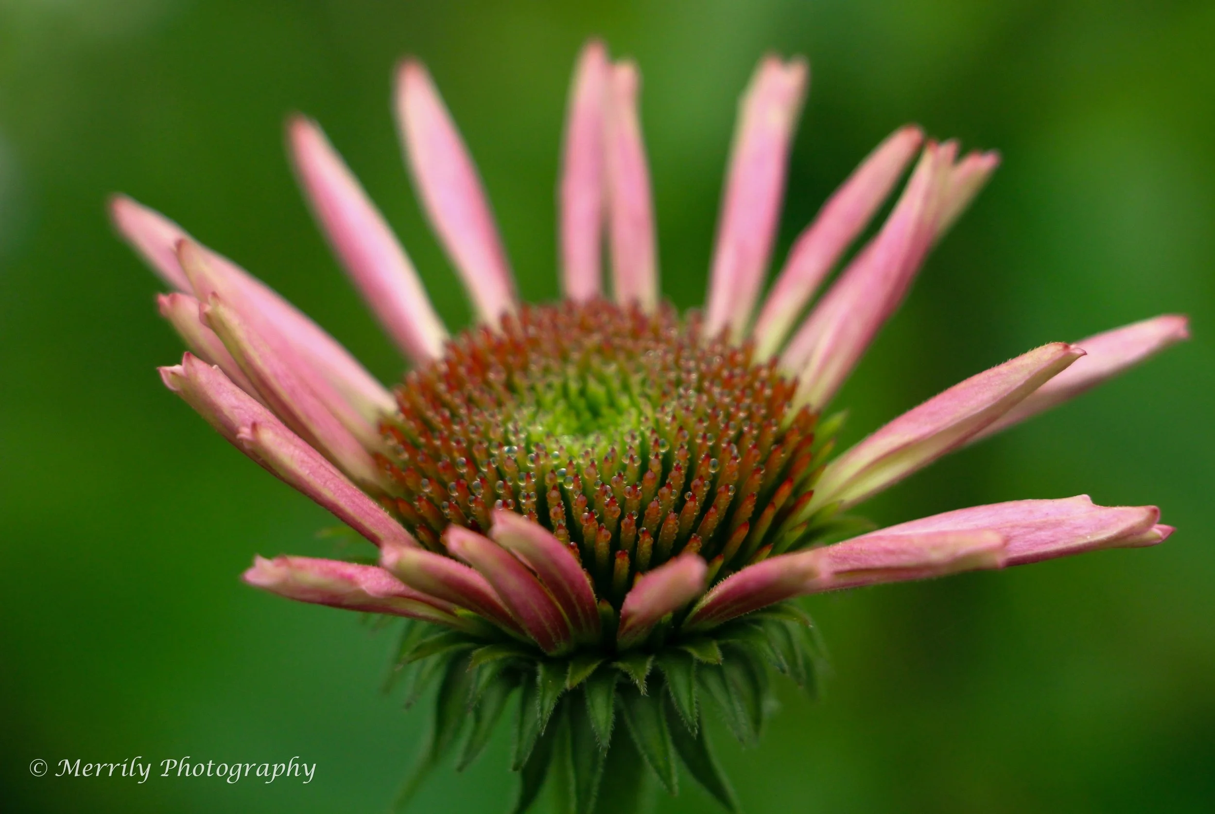 Coneflower pink with water droplets.jpg