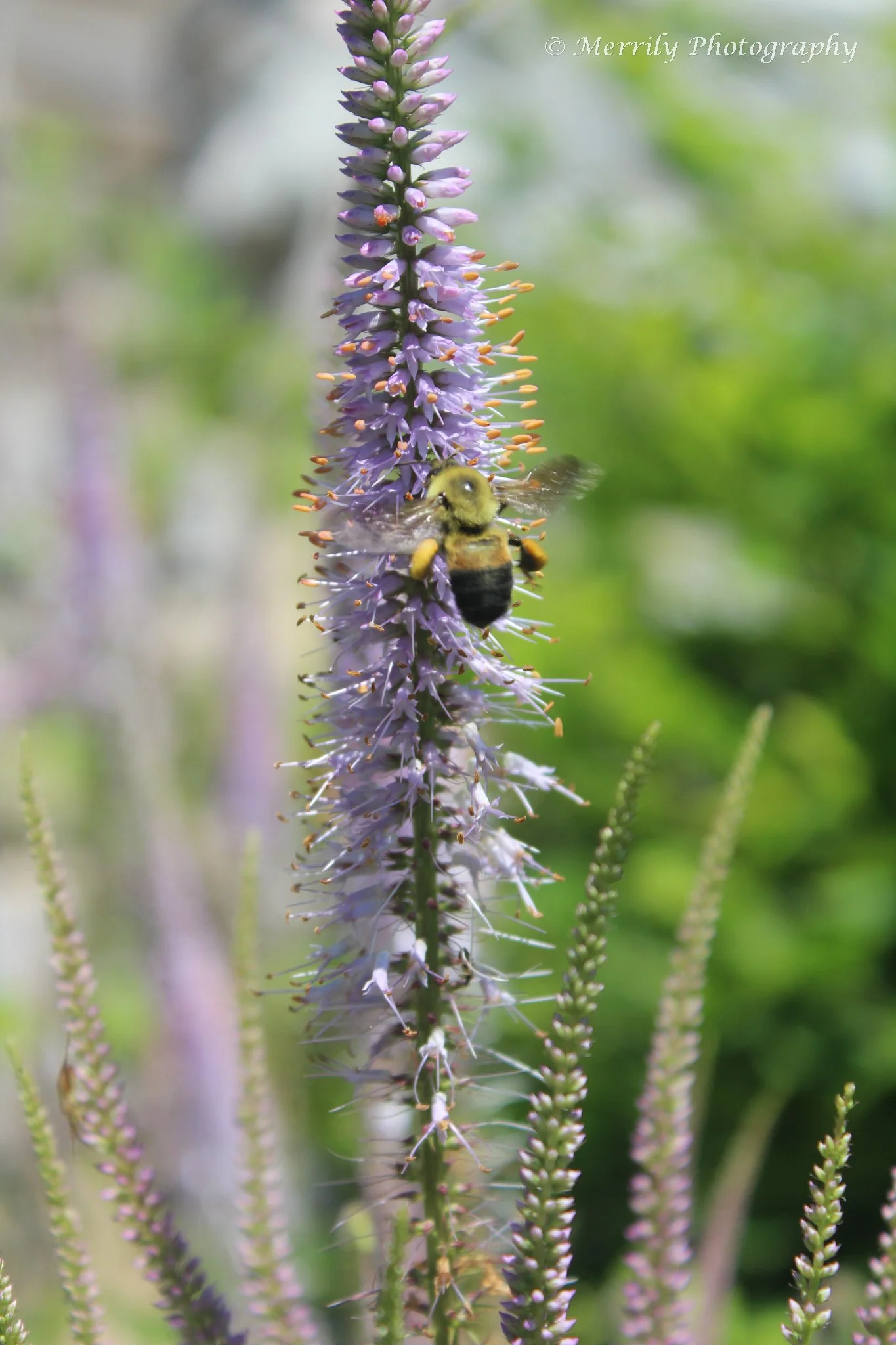 Veronicastrum virginicum with a bee 3.jpg