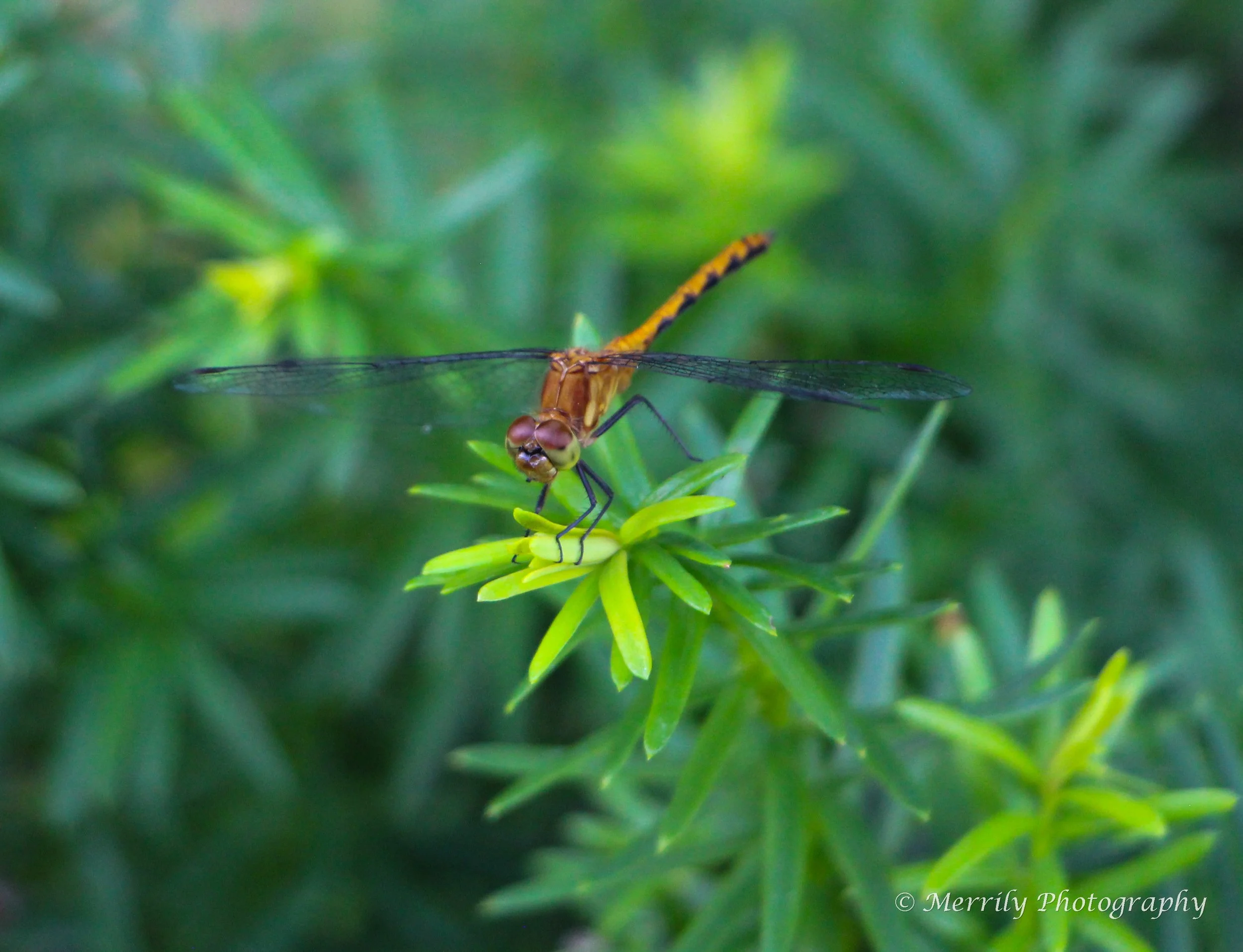 Dragonfly 3.jpg