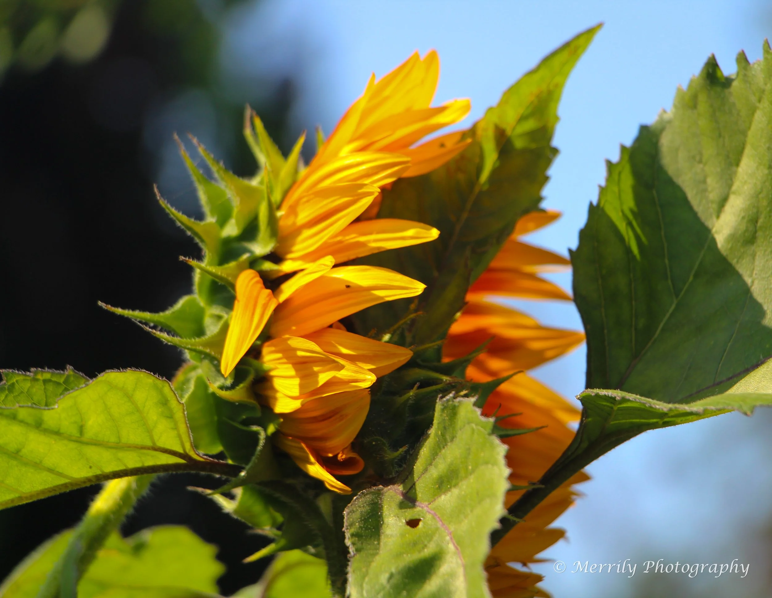 Sunflower turned away.jpg