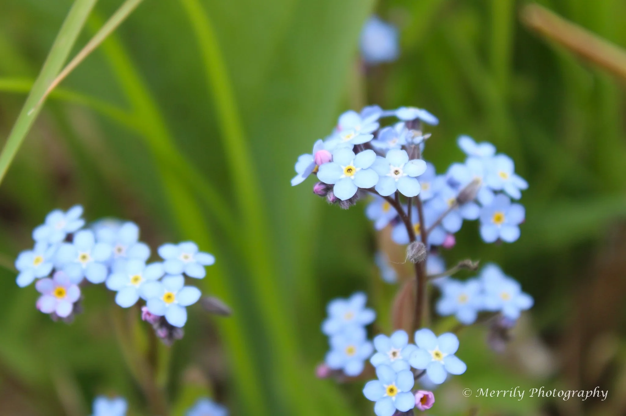 Close-up of a cluster of small blue and pink flowers with a blurred green background