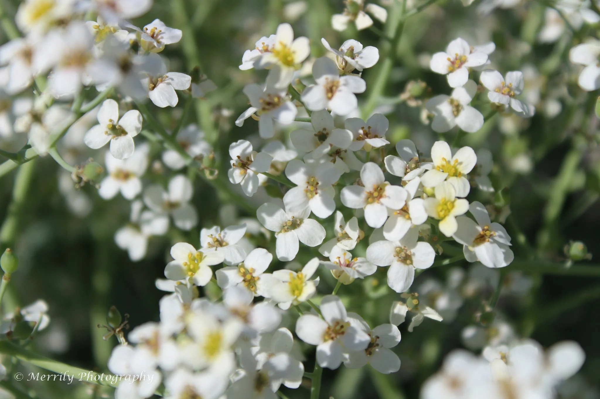 Close-up of small white flowers on a flowering plant