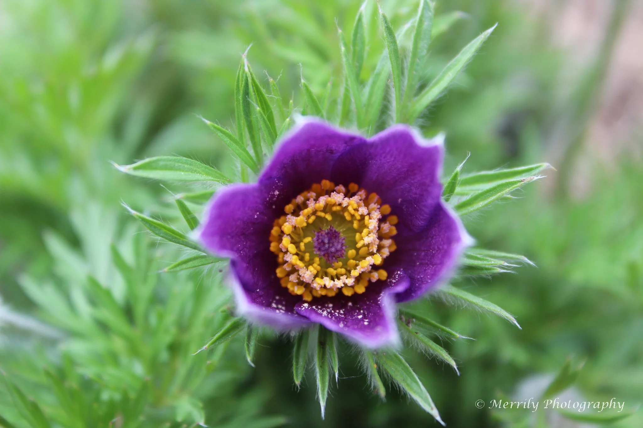 Pasque flower.jpg