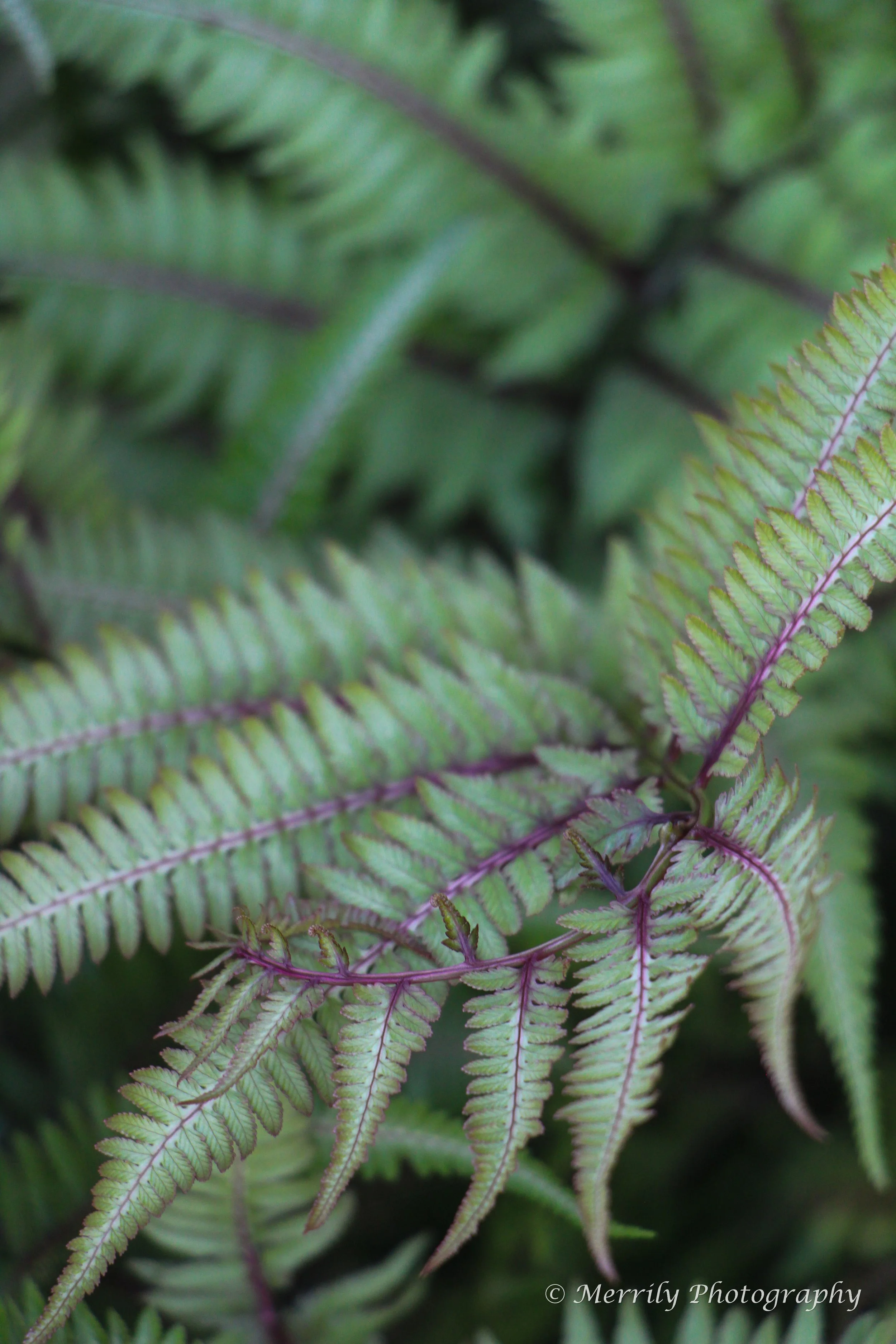 Athyrium niponicum 'Burgundy Lace'.jpg