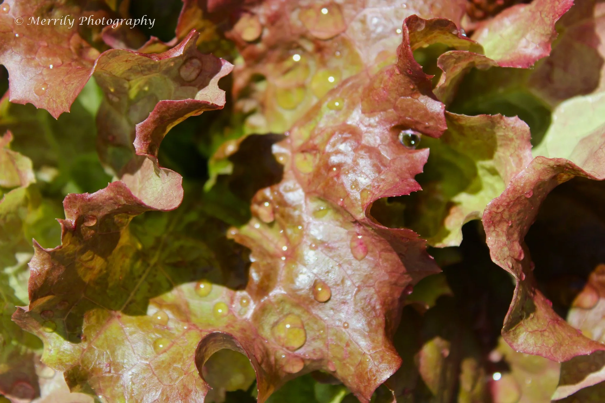 Lettuce close up.jpg