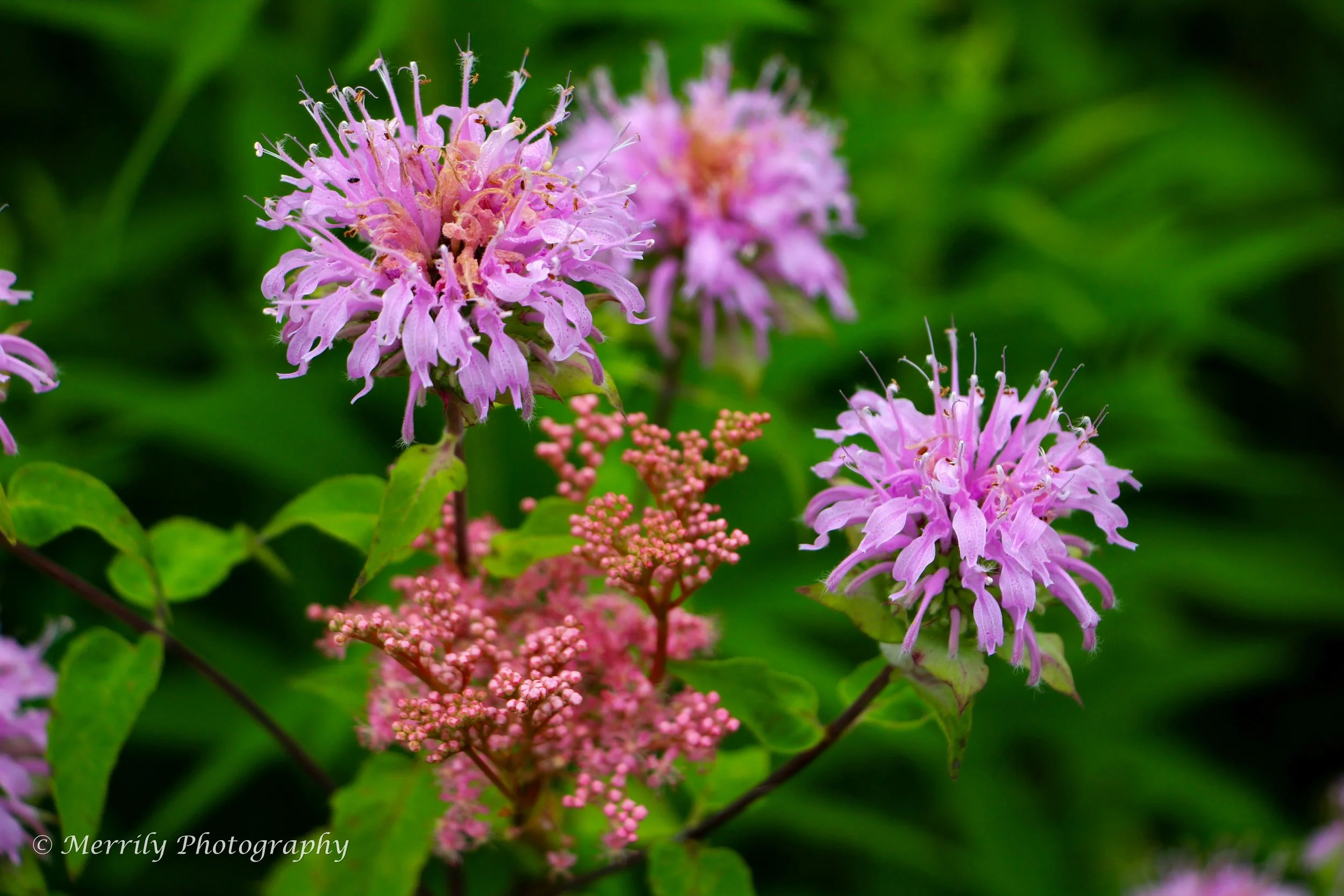 Bee Balm and swamp milkweed.jpg