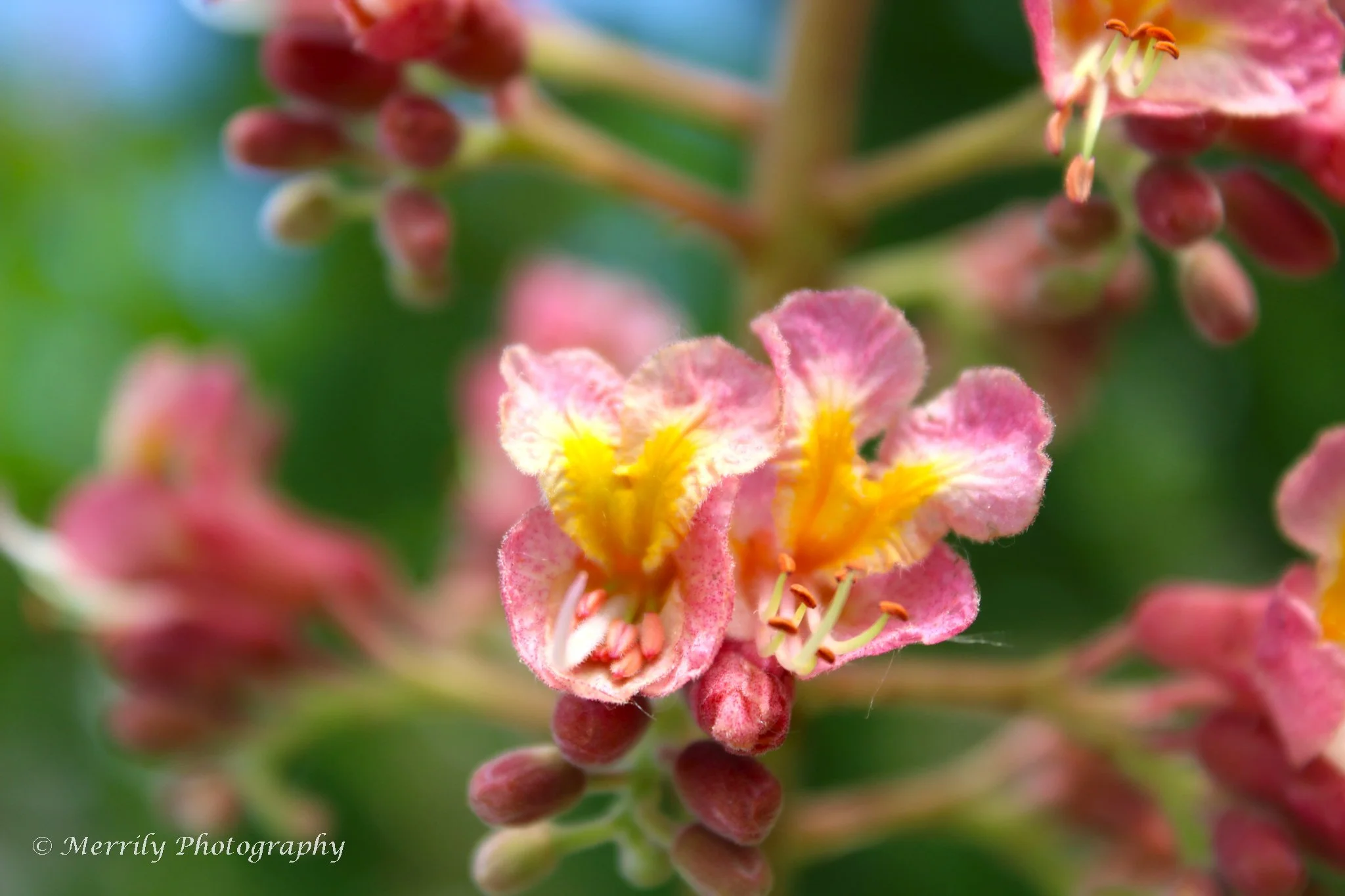 Red Horse Chestnut Aesculus × carnea 'Briotii' close up.jpg