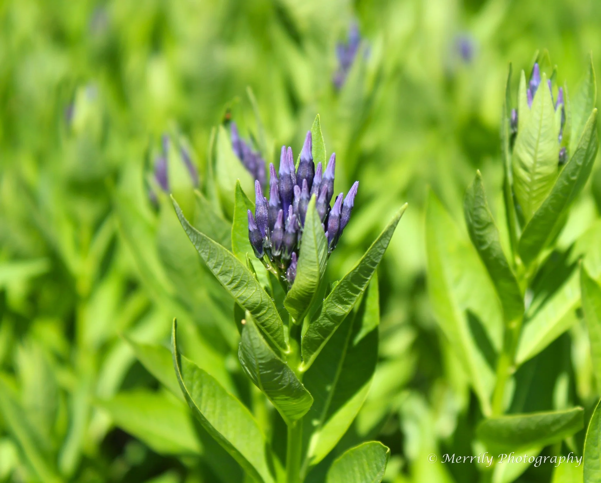 Blue Star Amsonia 'Blue Ice'.jpg