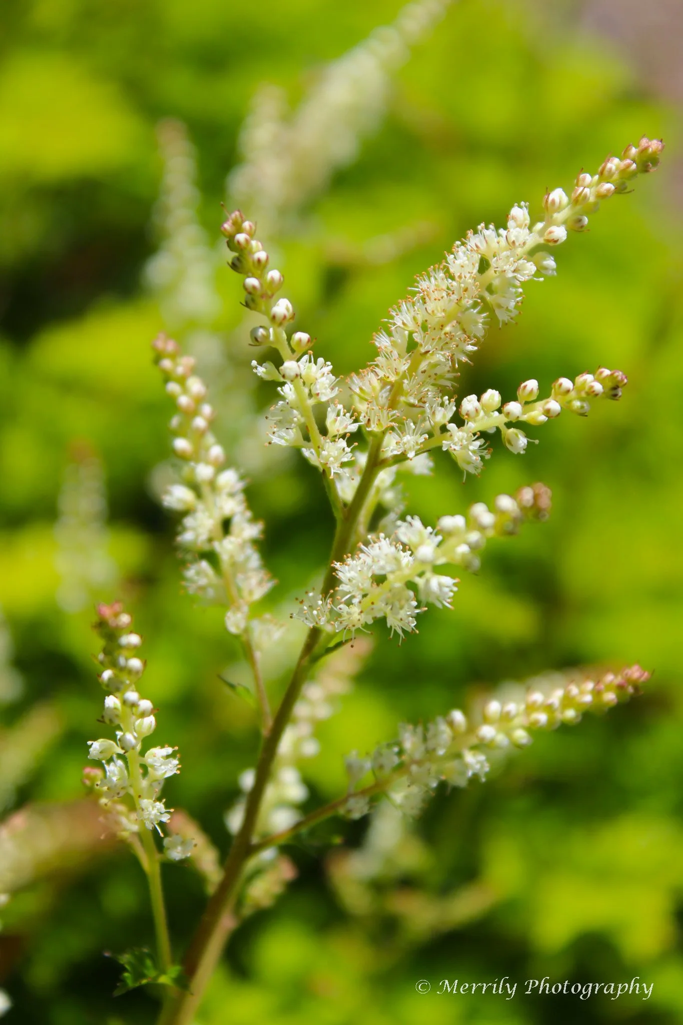 black cohosh.jpg