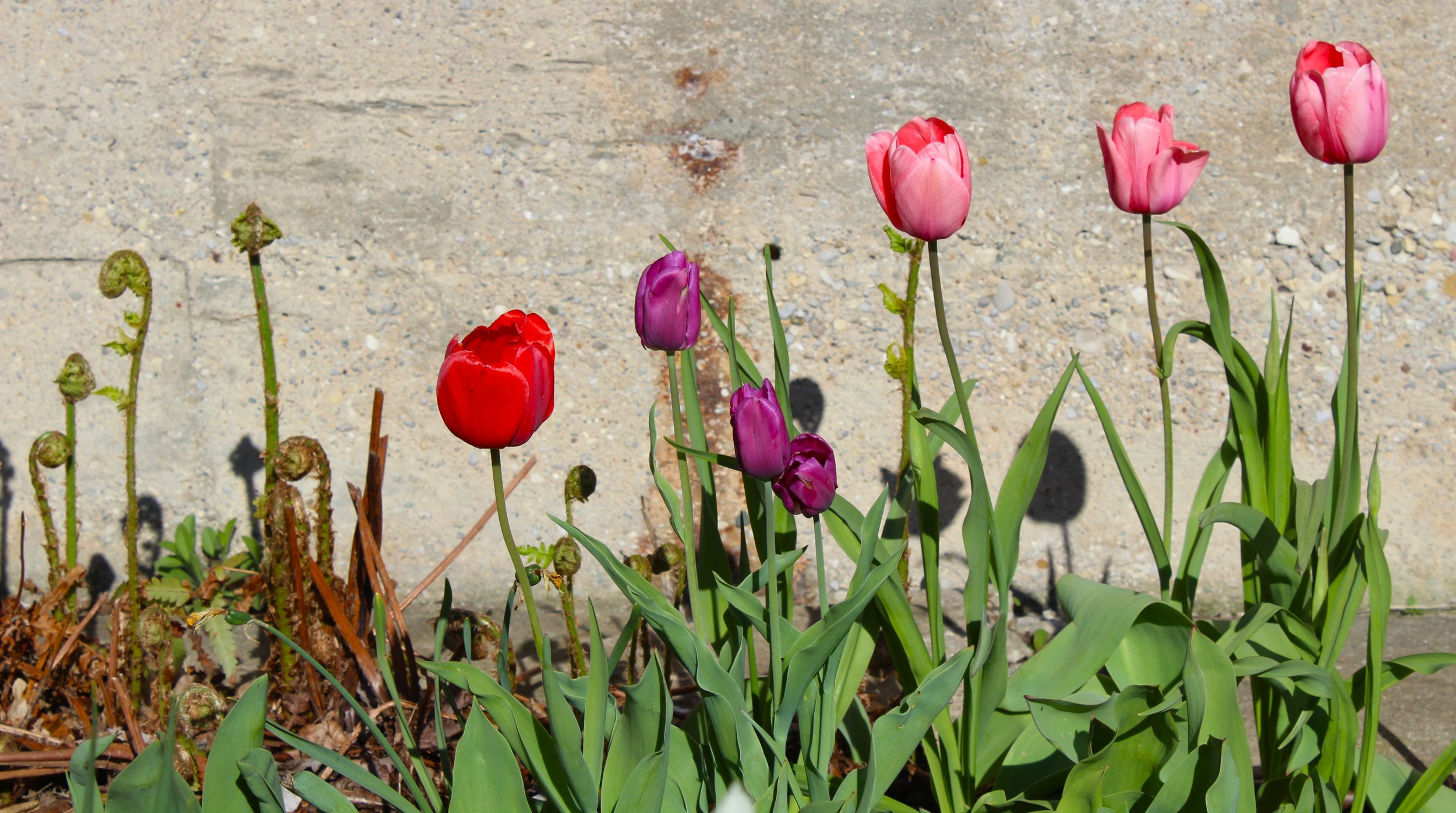 ascending tulip blooms 