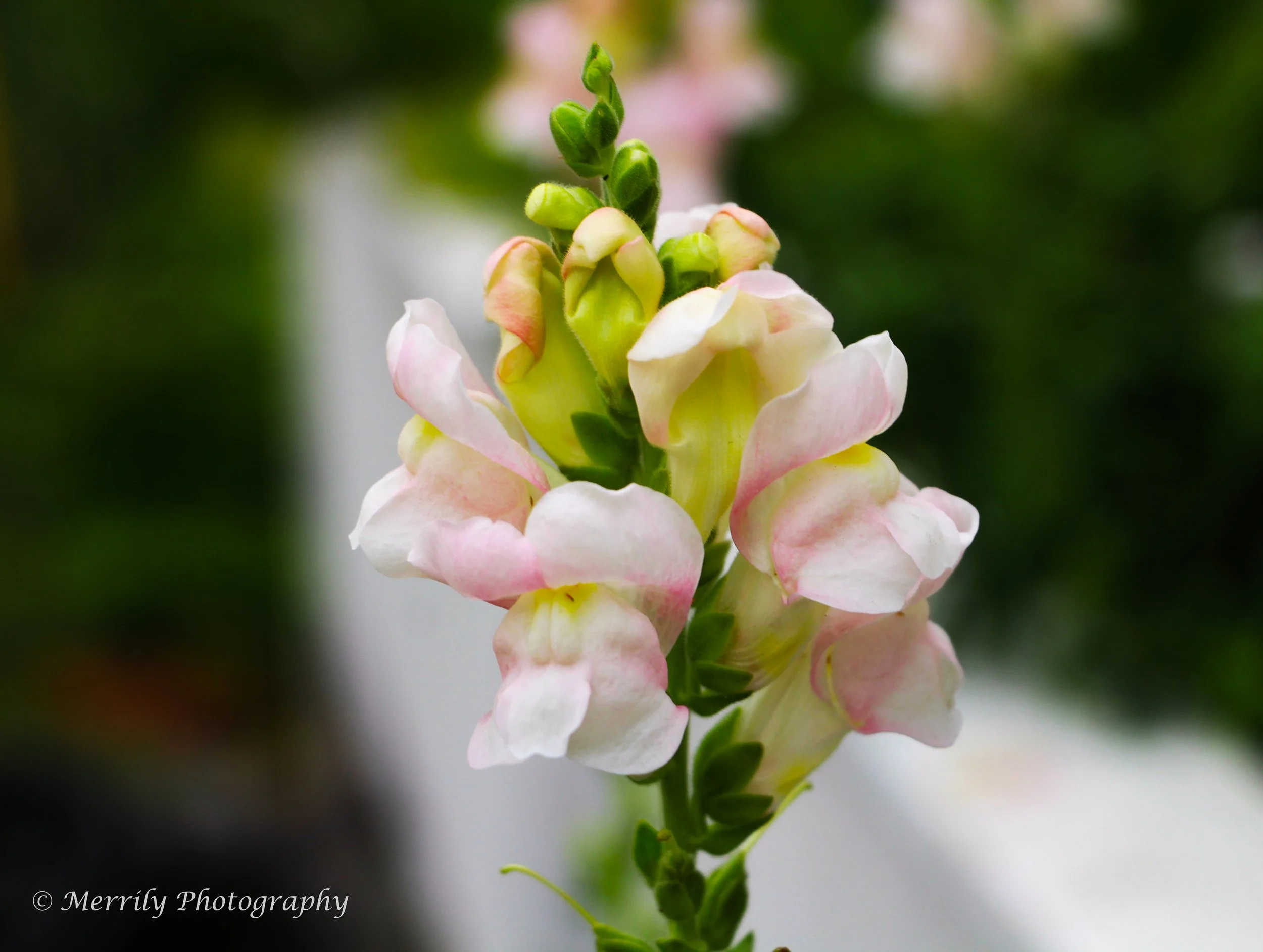 Snapdragon white and pink 2.jpg