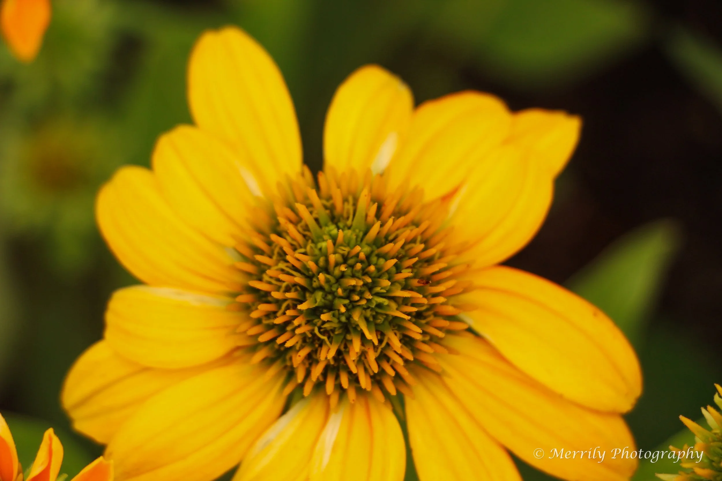 Coneflower yellow close up.jpg