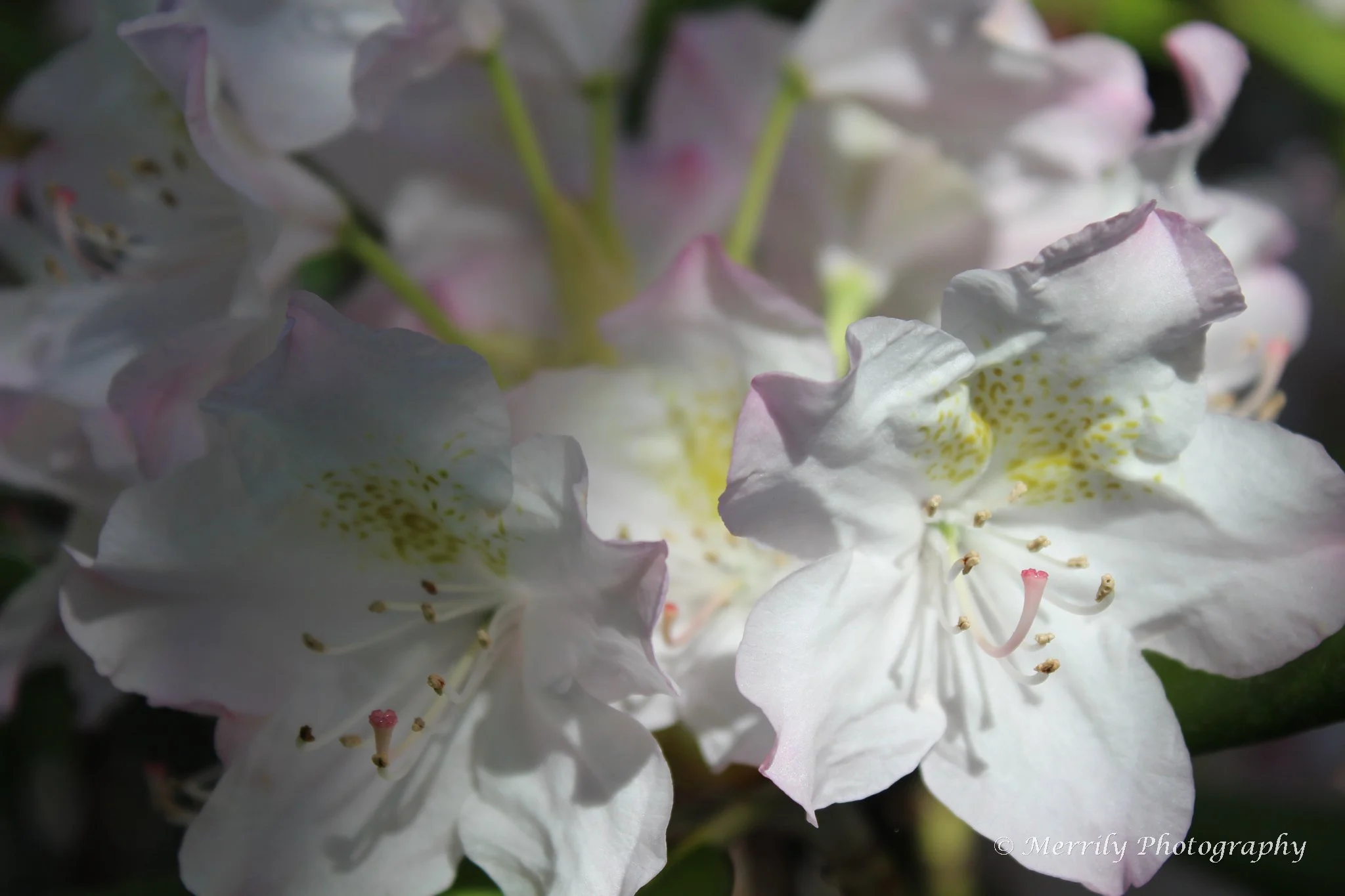 White Rhododendron.jpg