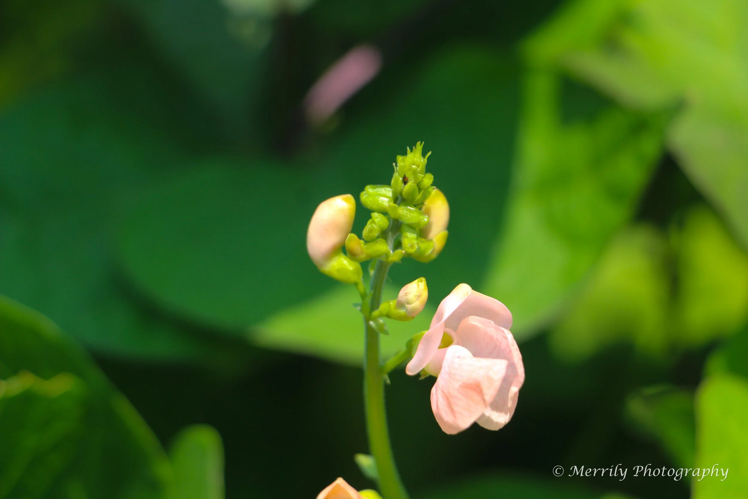 Scarlet Runner Bean 5 pink.jpg