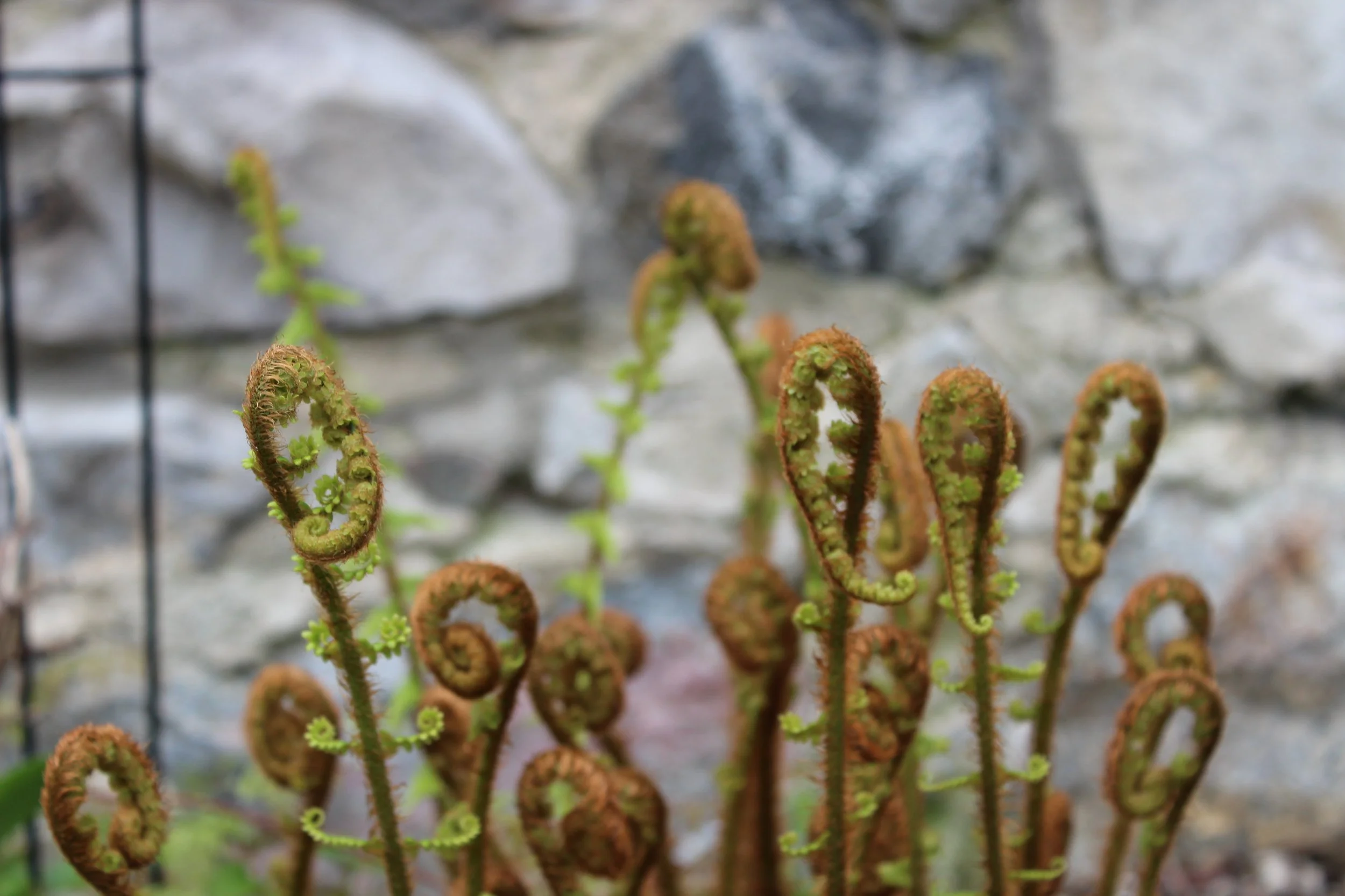 Ferns Unfurling print