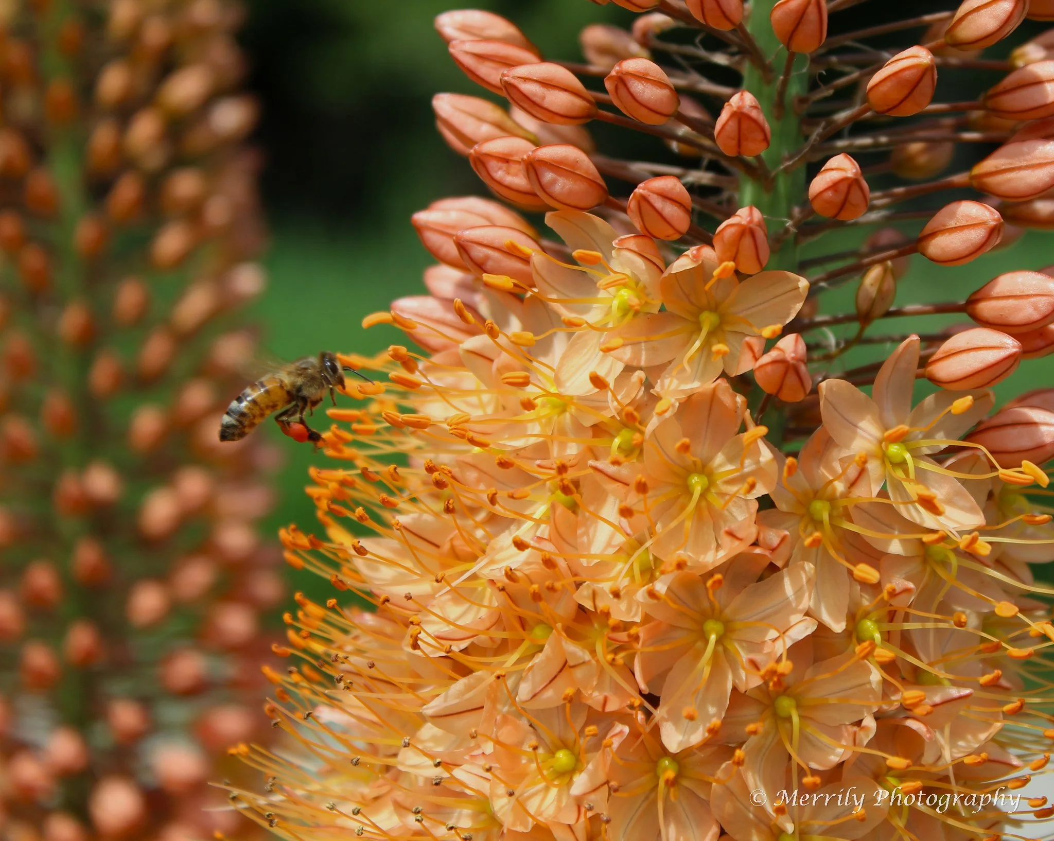 Eremurus with a pollinator.jpg