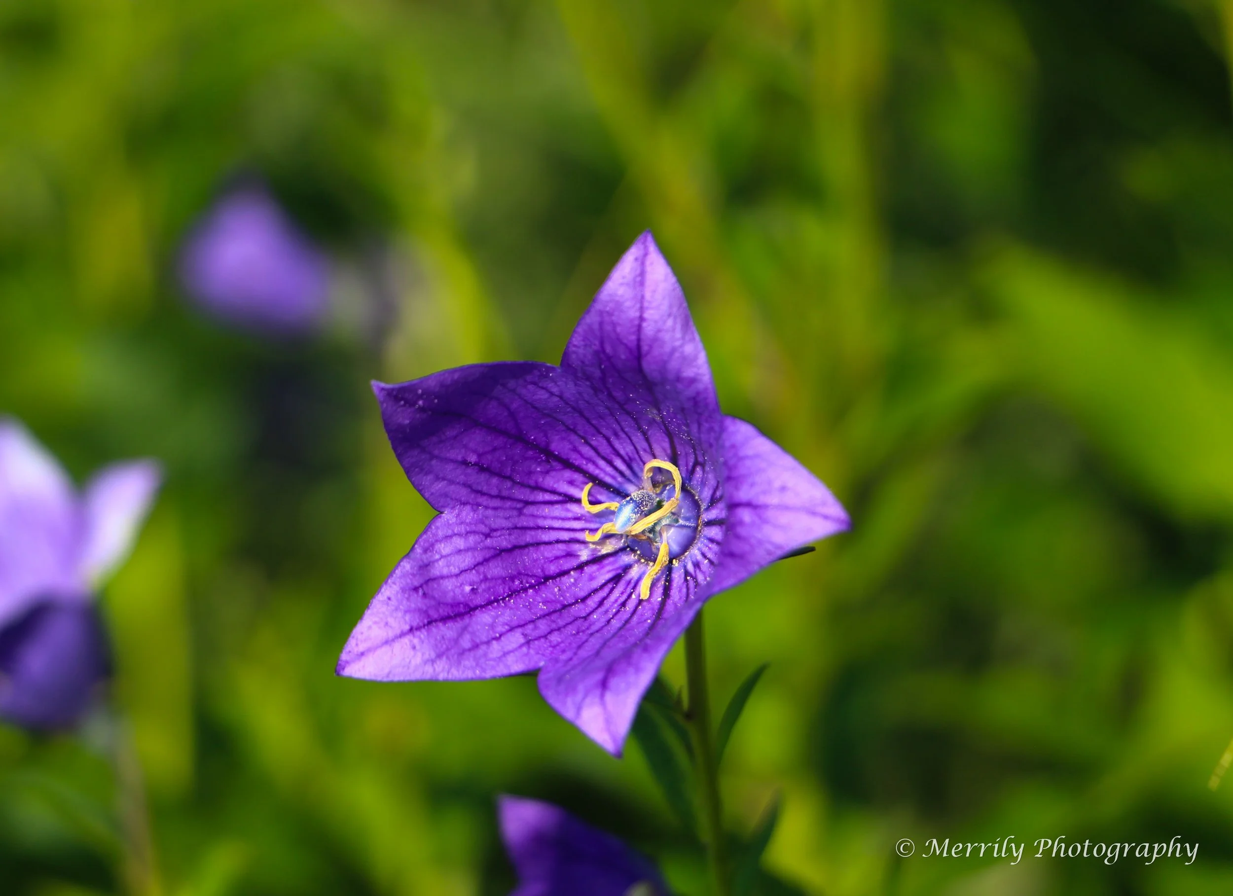 Balloon Flower.jpg