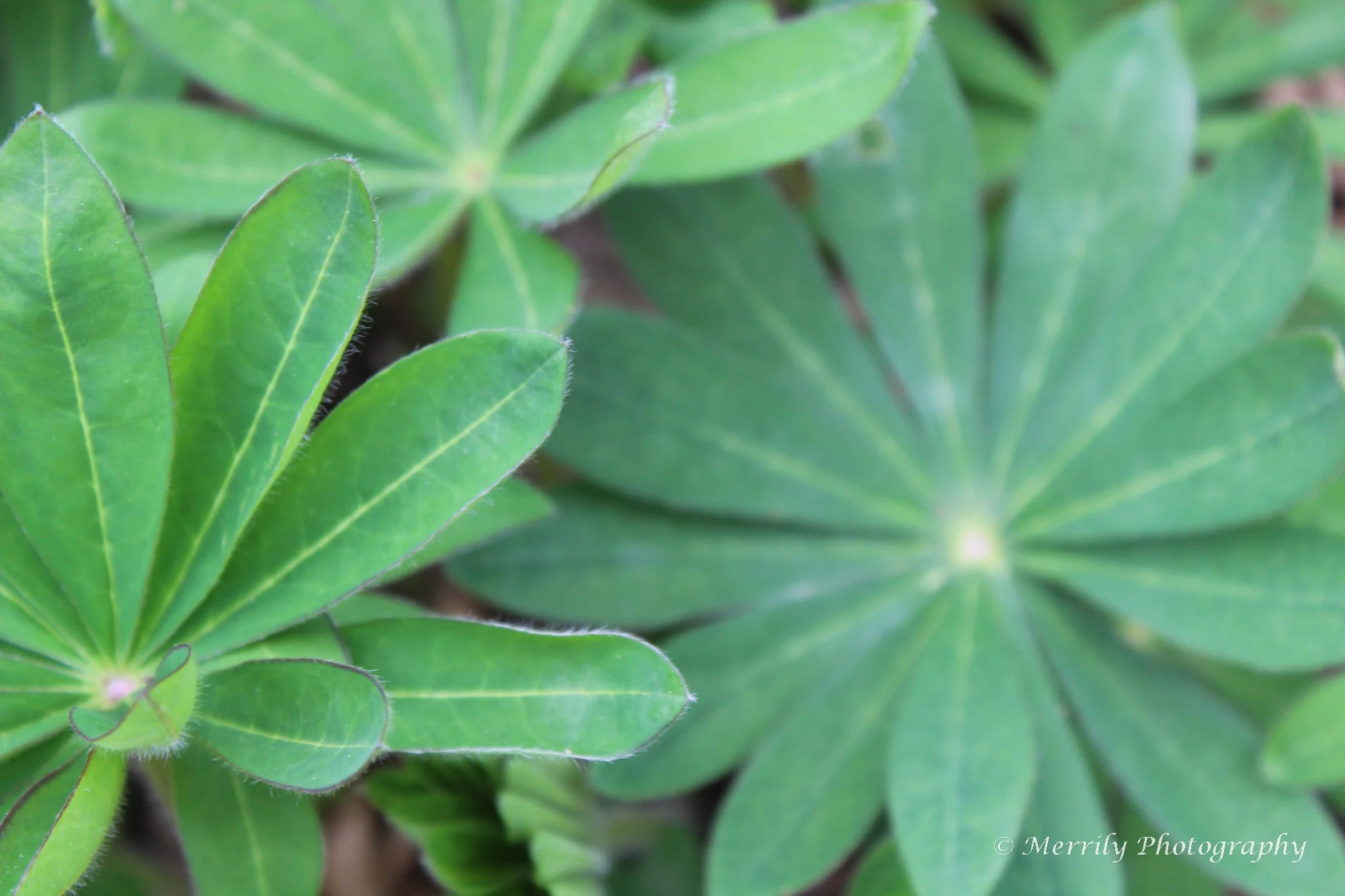 Close-up of green Lupine leaves with prominent veins and soft hairs along the edges.
