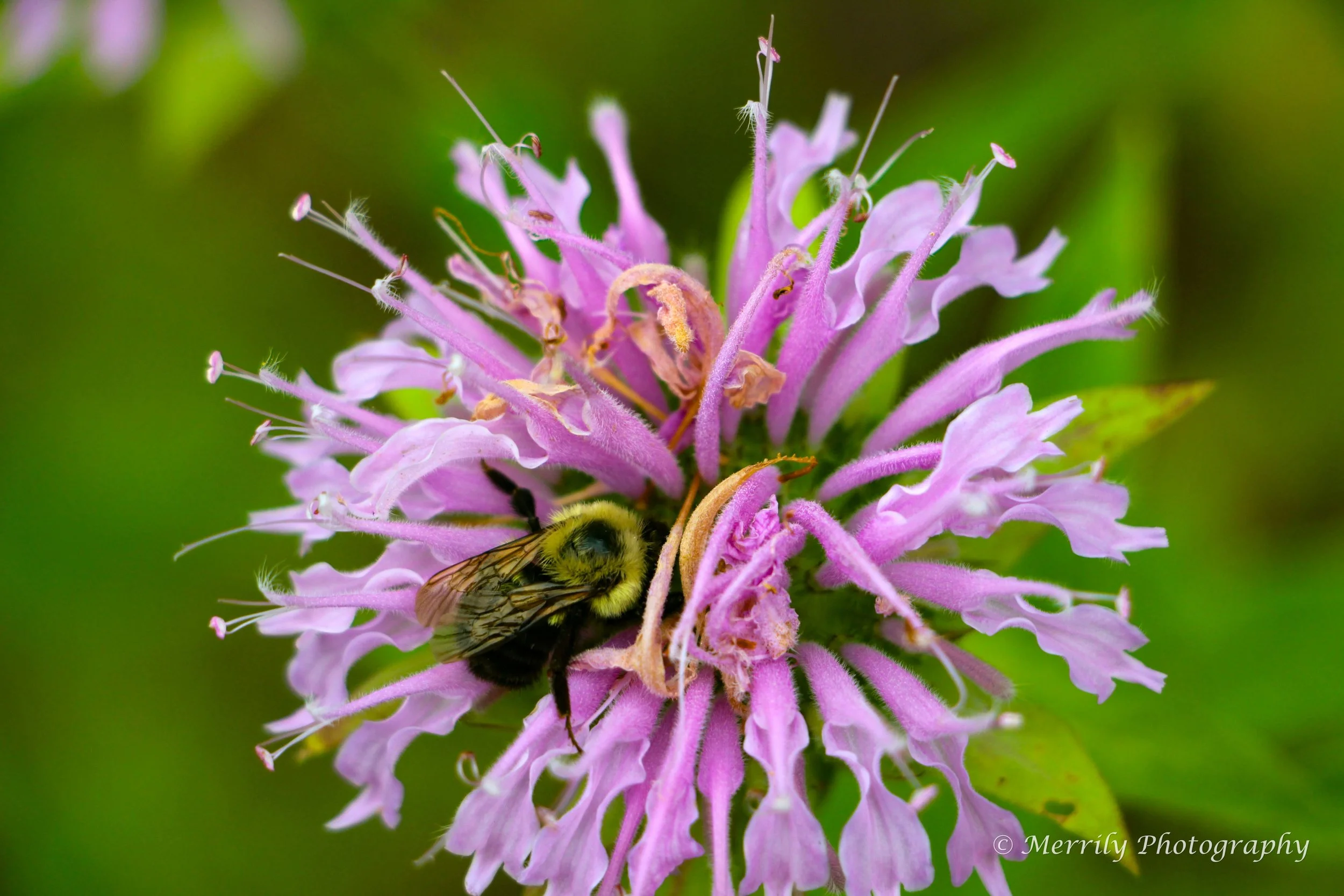 Bee Balm with a Bee print