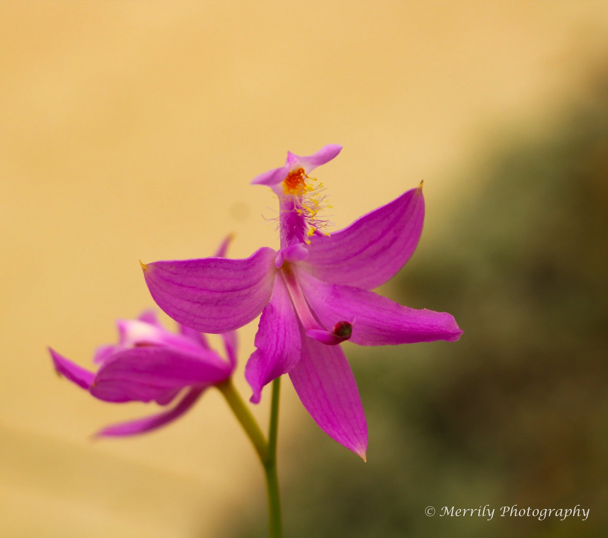 Orchid - grass pink 2.jpg