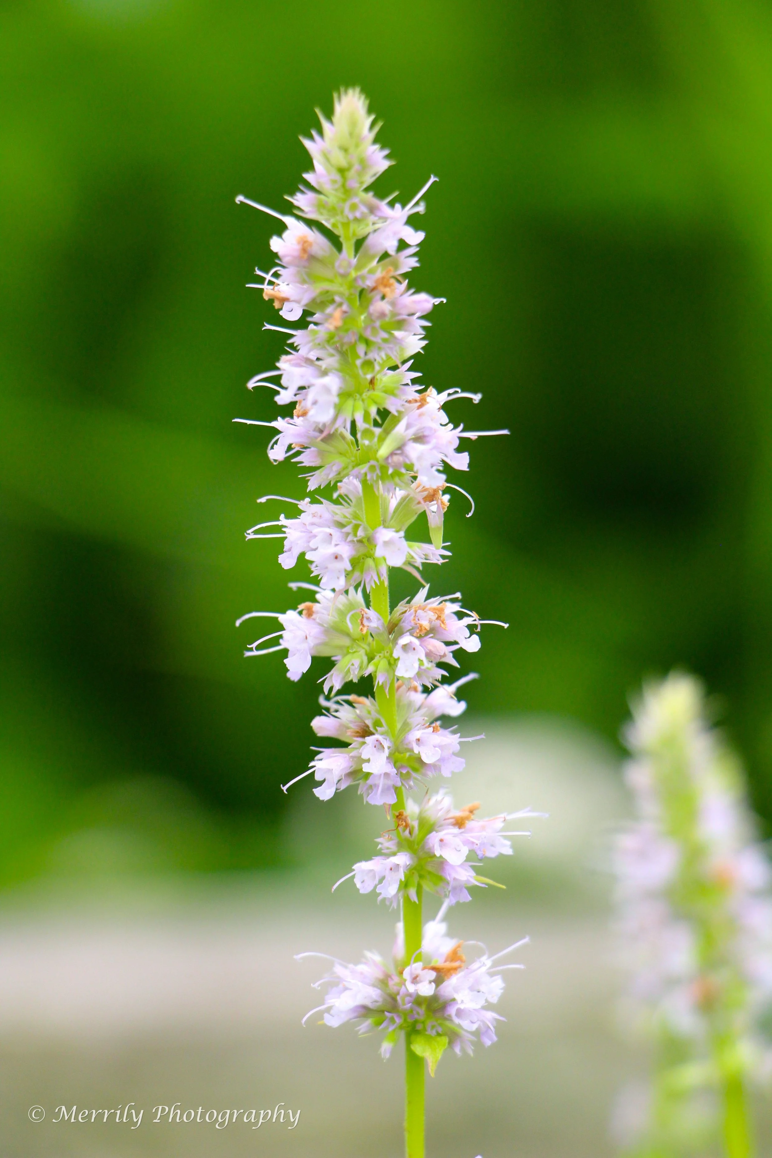 Anise Hyssop print