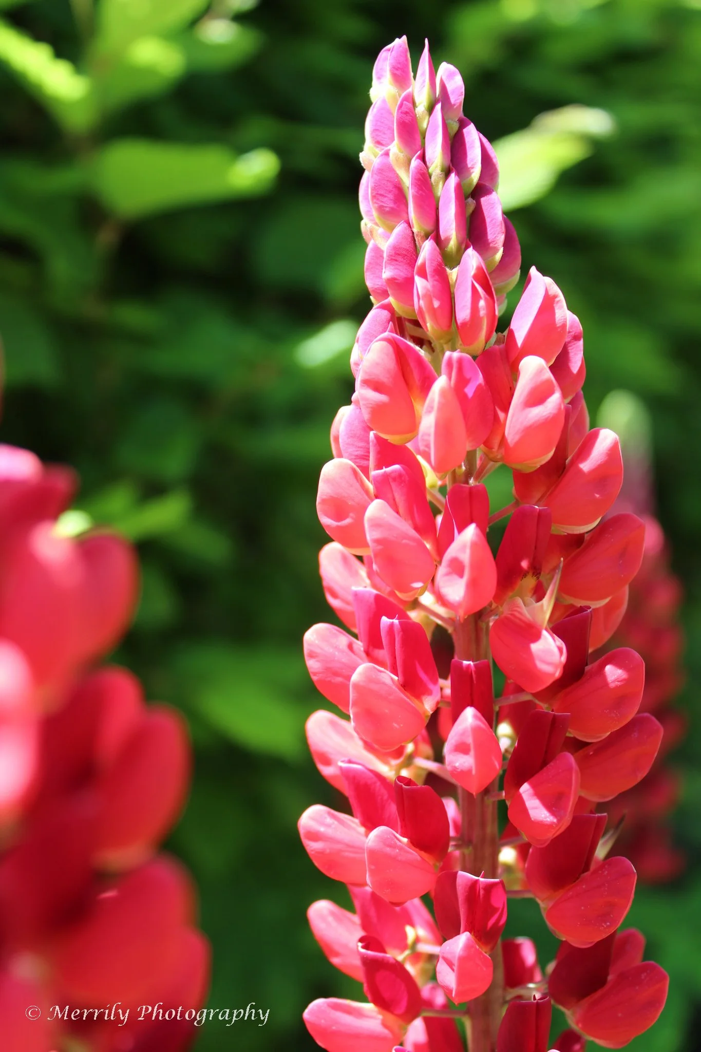 Red Lupine.jpg