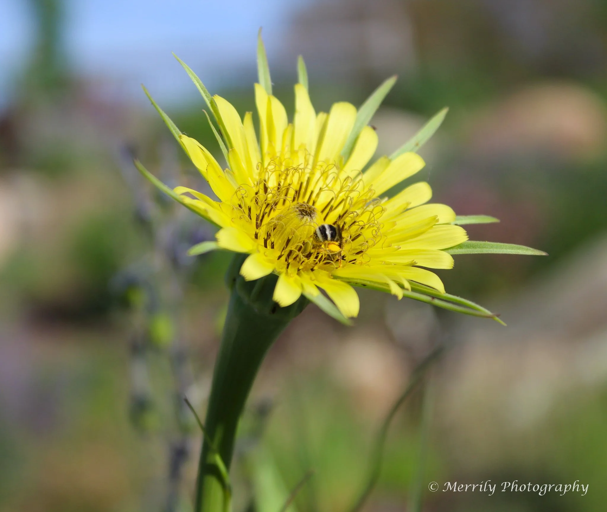 Yellow Salsify Tragopogon dubius.jpg
