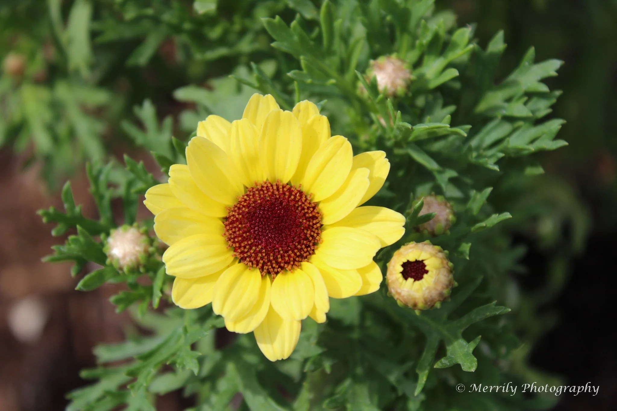 A yellow flower with a red center surrounded by green leaves and some unopened buds.