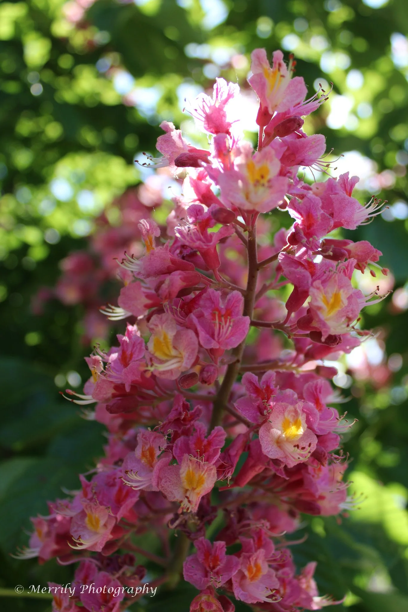 Red Horse Chestnut Aesculus × carnea bunch.jpg