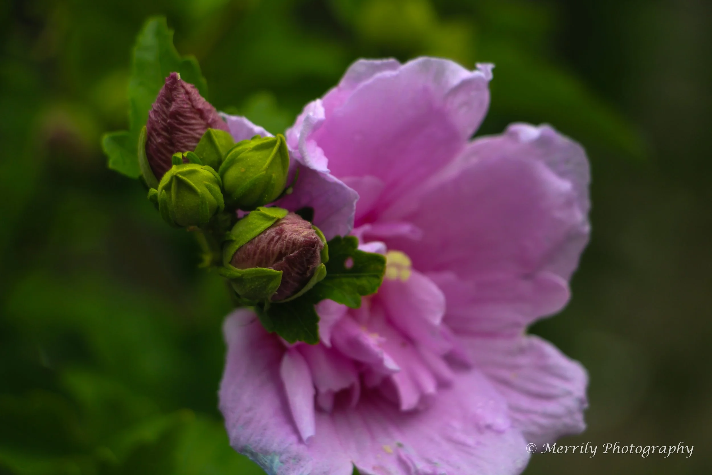 Hibiscus pink 5.jpg